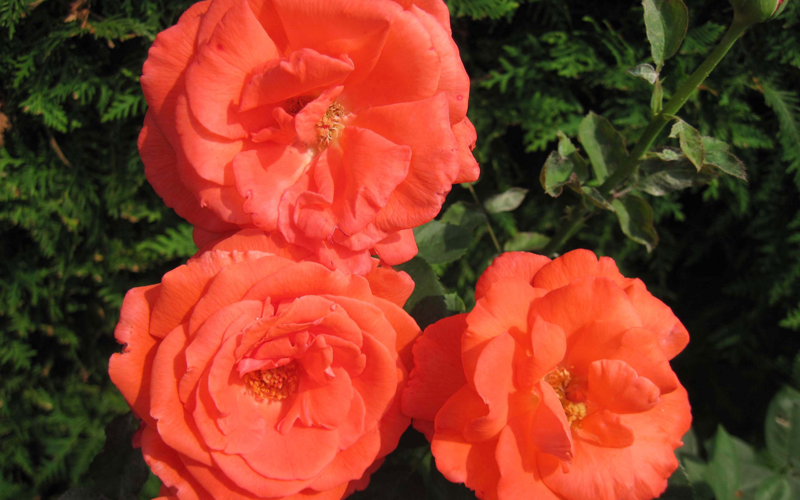 Три оранжевые садовые розы крупным планом