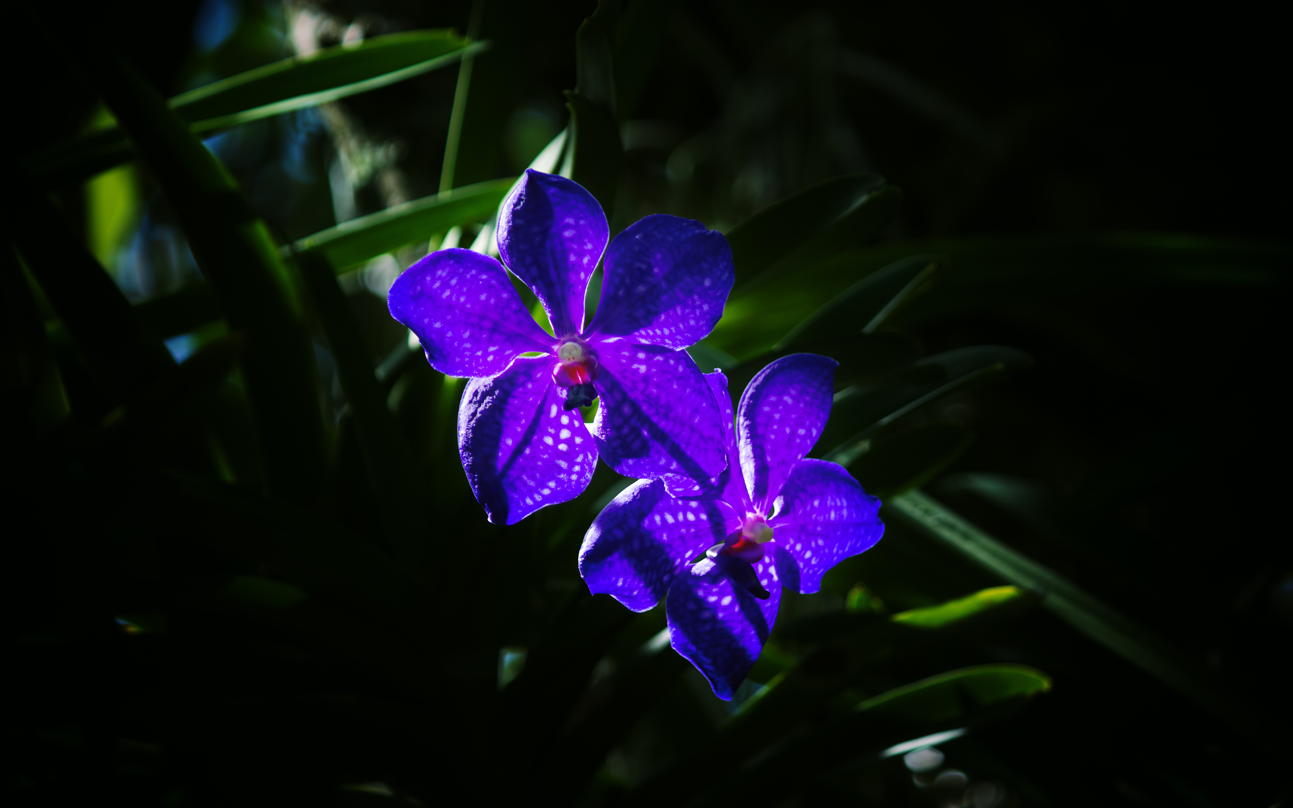 Два цветка фиолетовой орхидеи вблизи