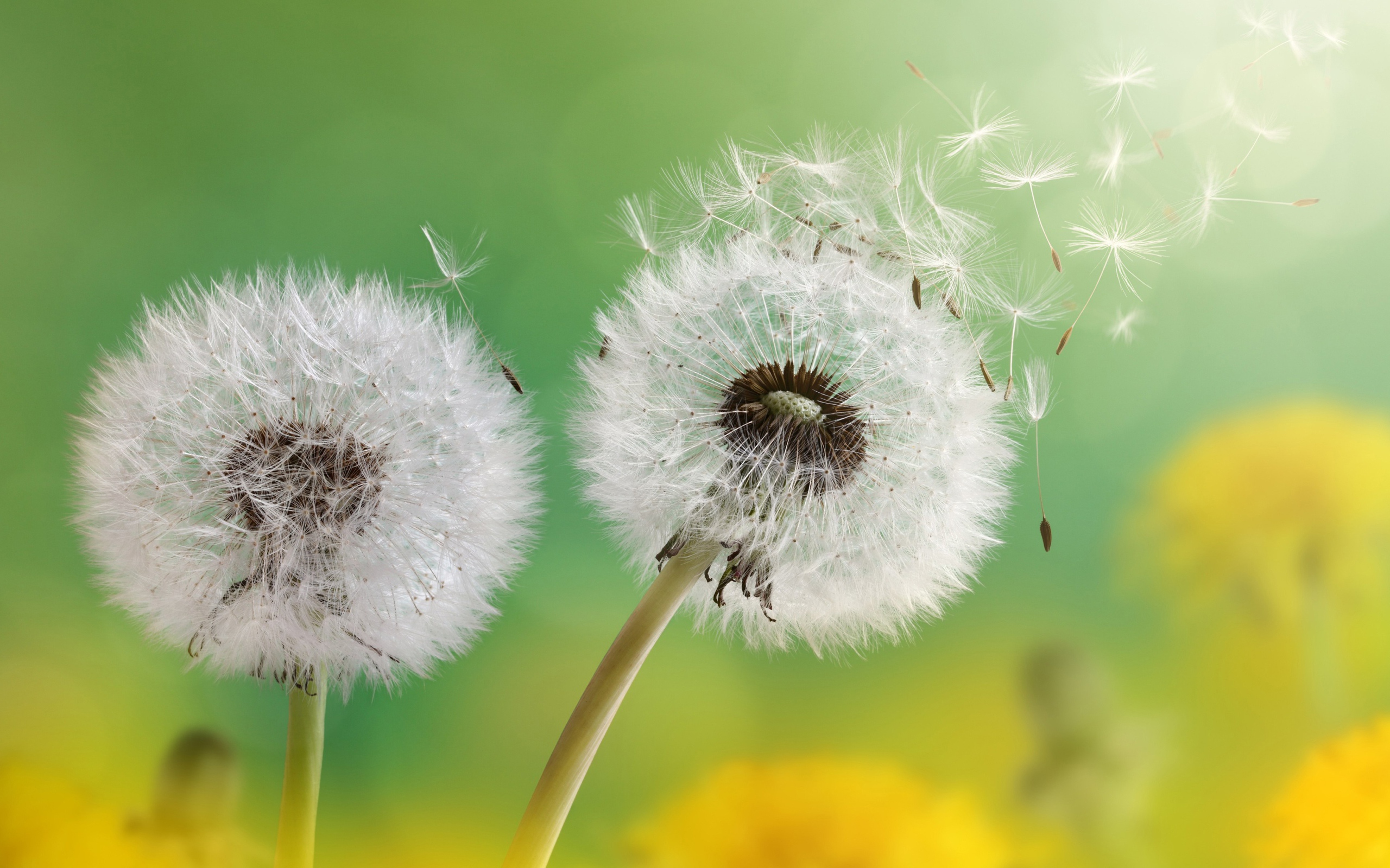 Два белых шарика одуванчика 