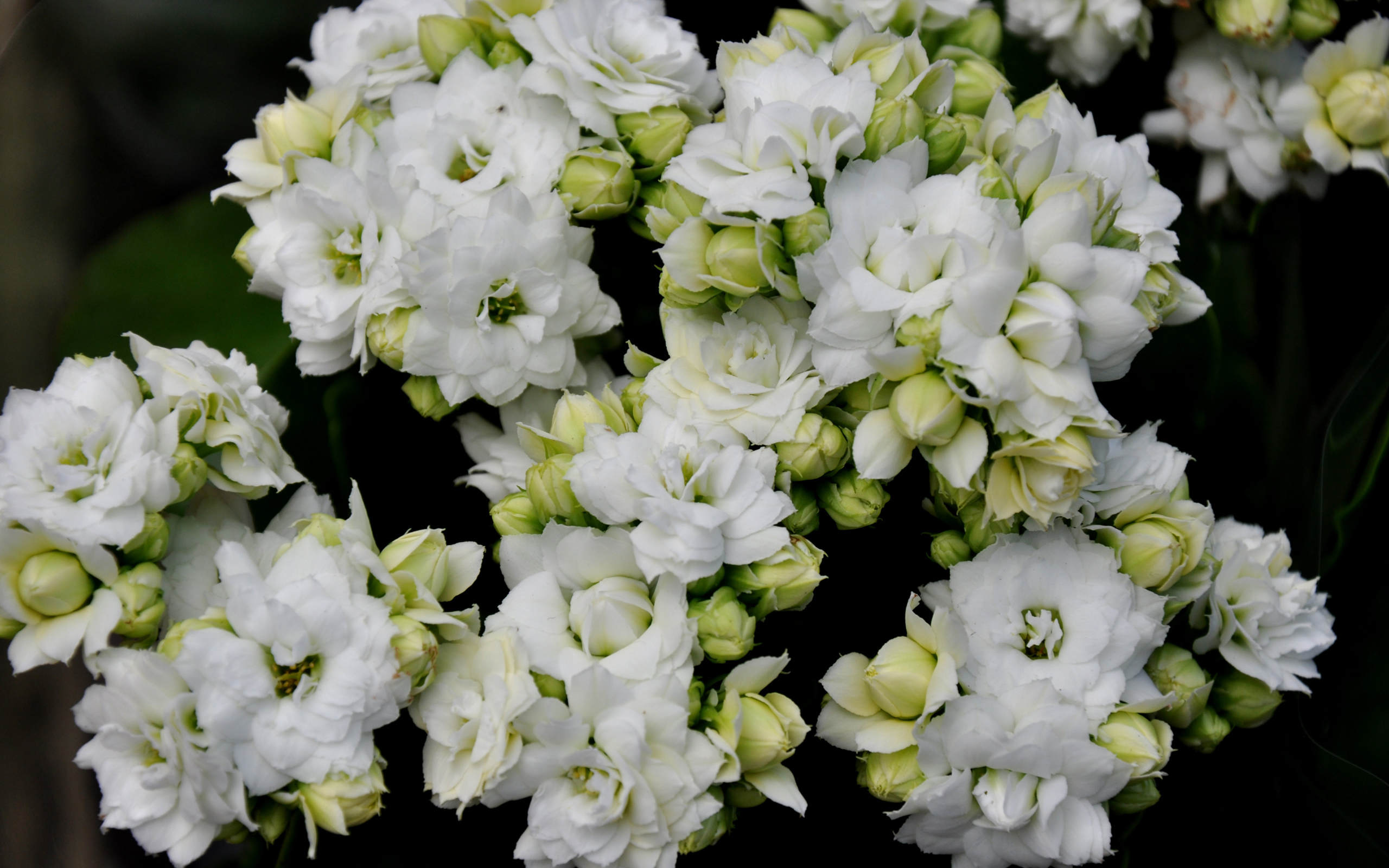 Белые нежные цветы каланхоэ с бутонами крупным планом