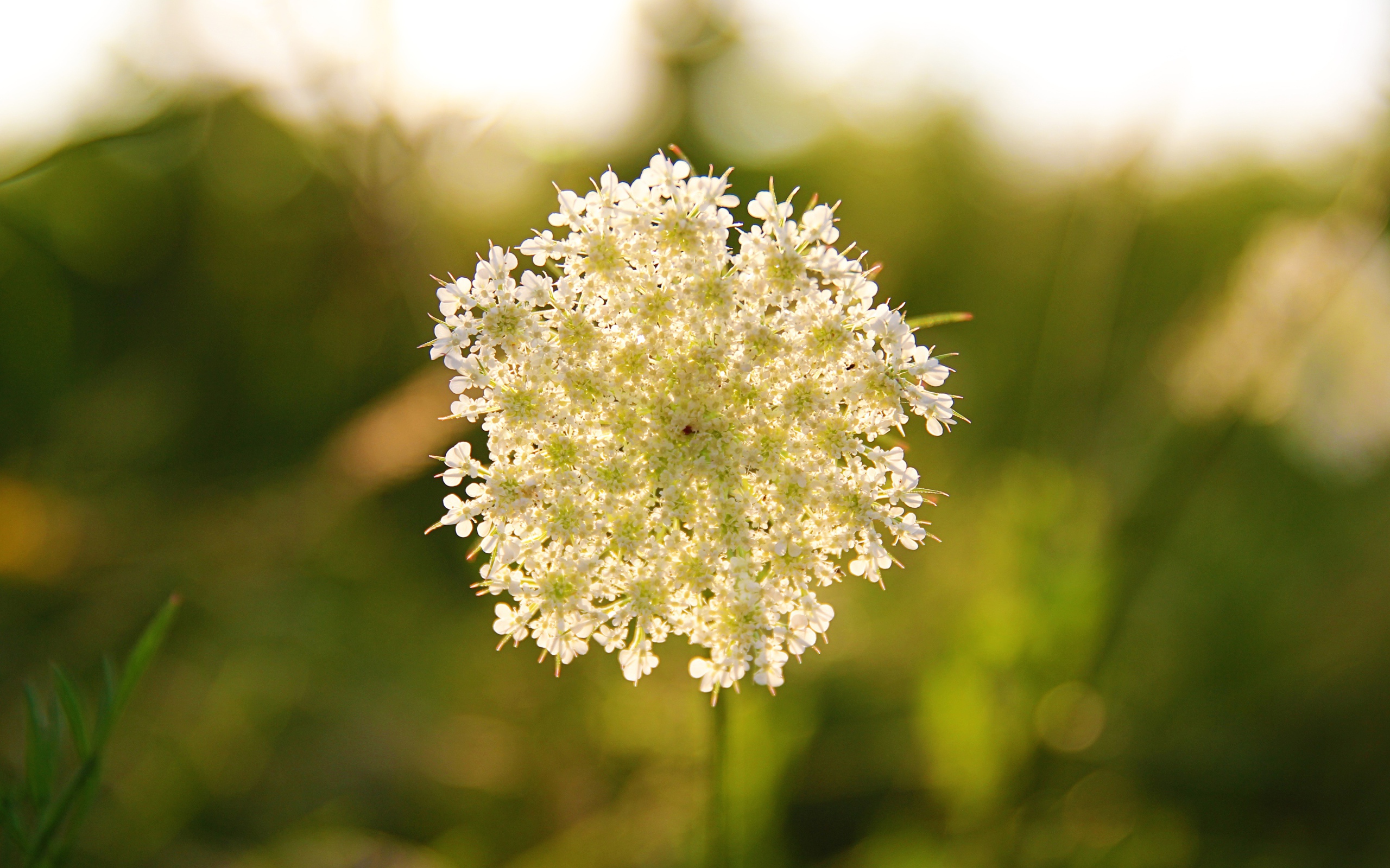 Белый полевой цветок в лучах солнца