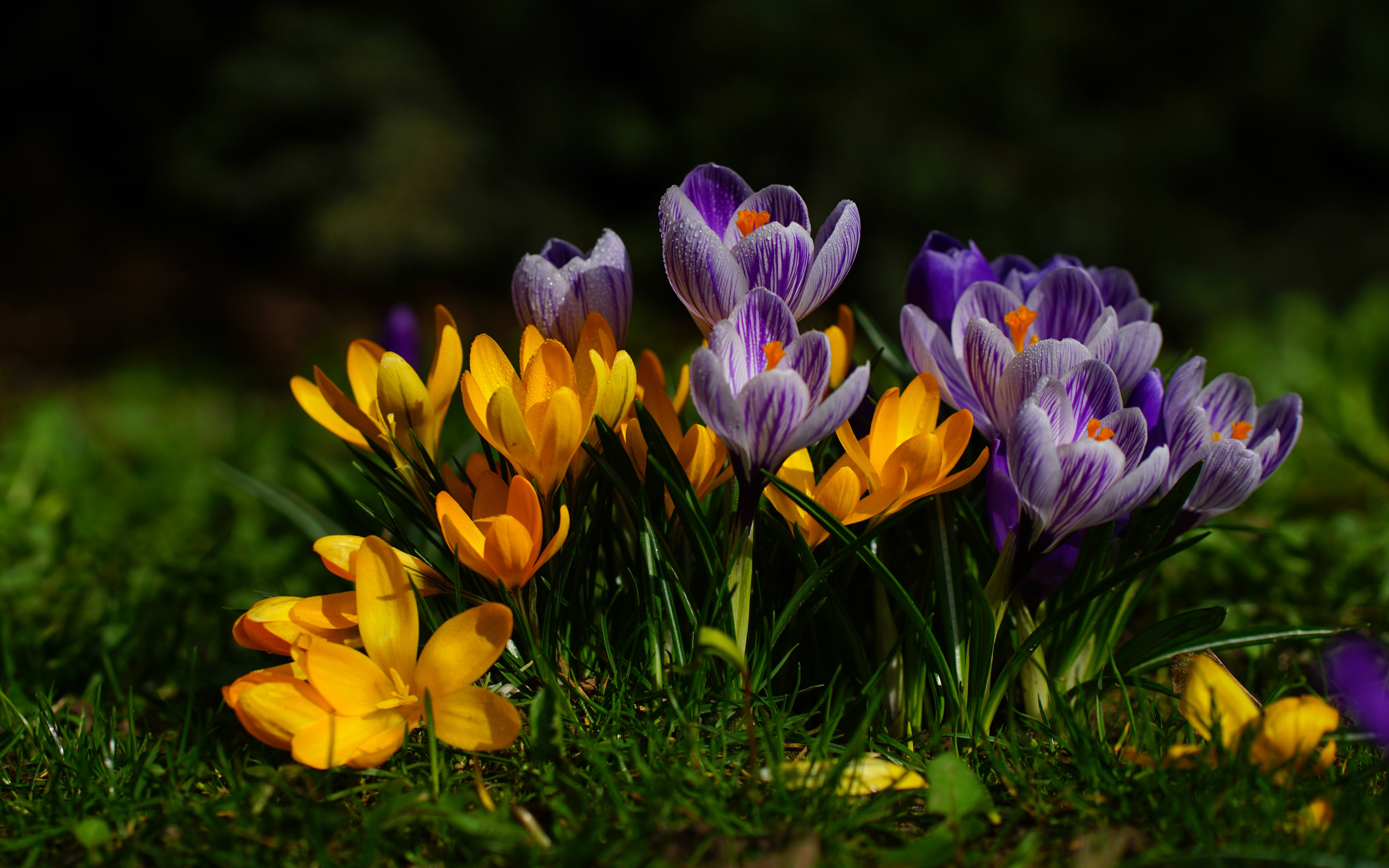 Желтые и фиолетовые цветы крокусы  