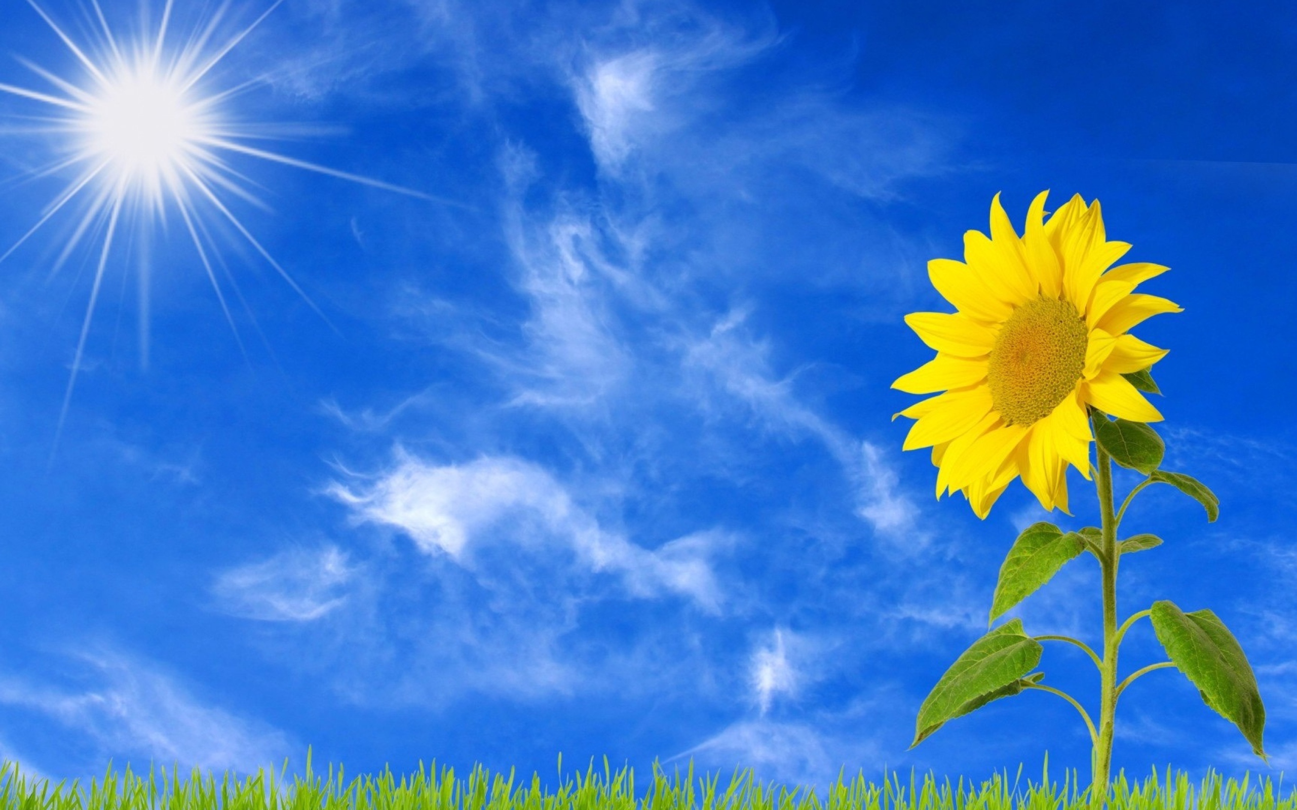 Желтый цветущий подсолнух под ярким солнцем 