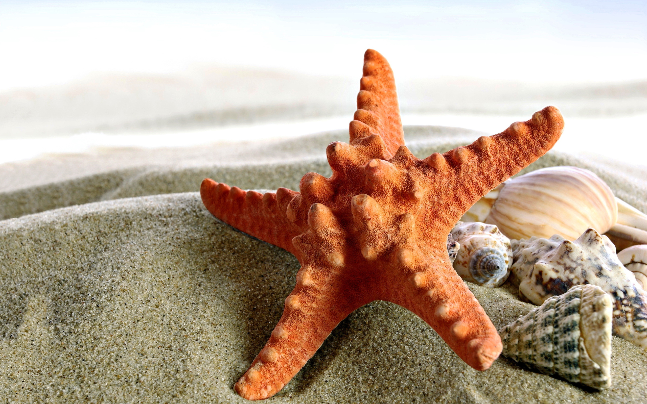 Морская звезда и ракушки на песке крупным планом