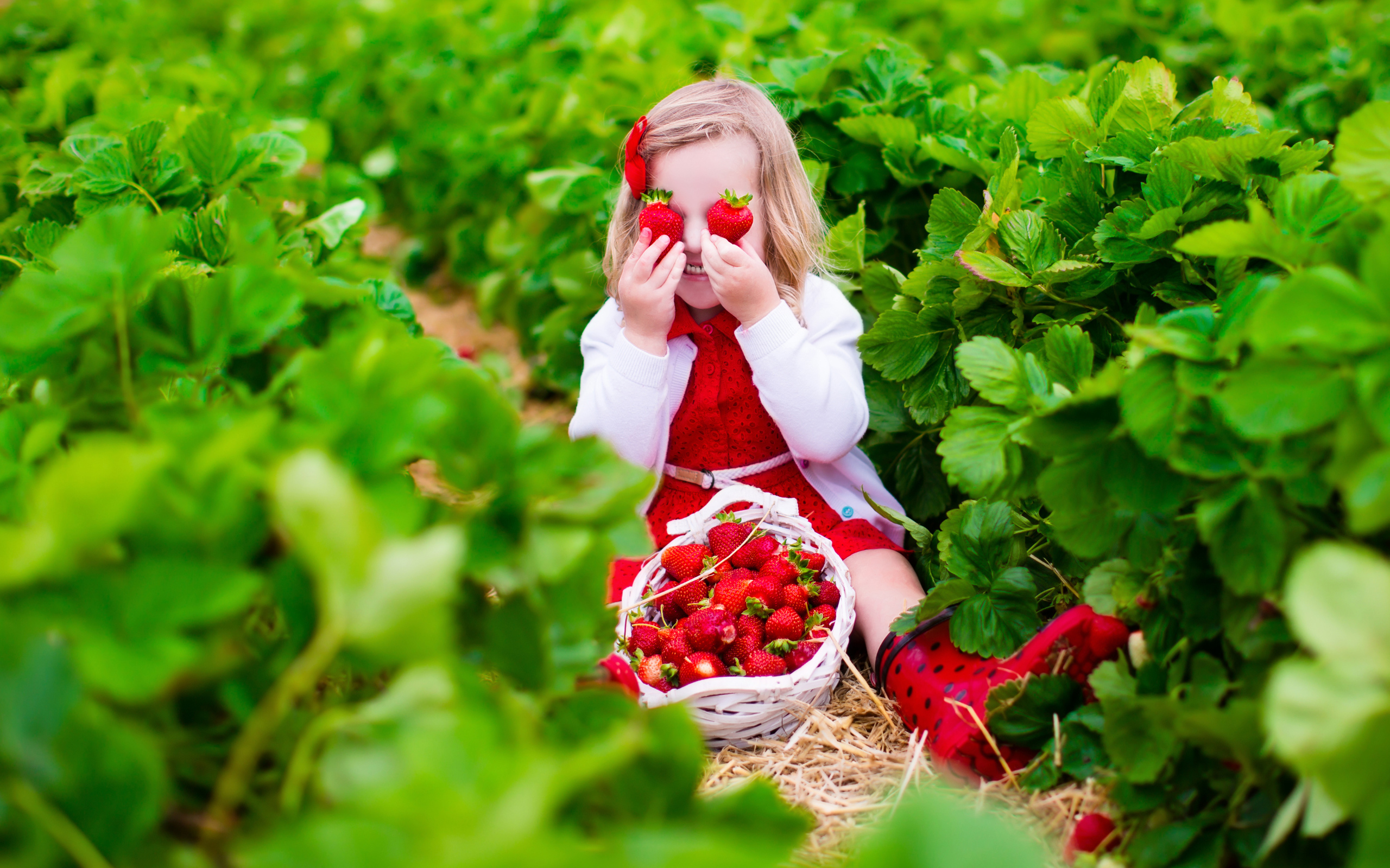Маленькая девочка сидит на грядке с красной клубникой