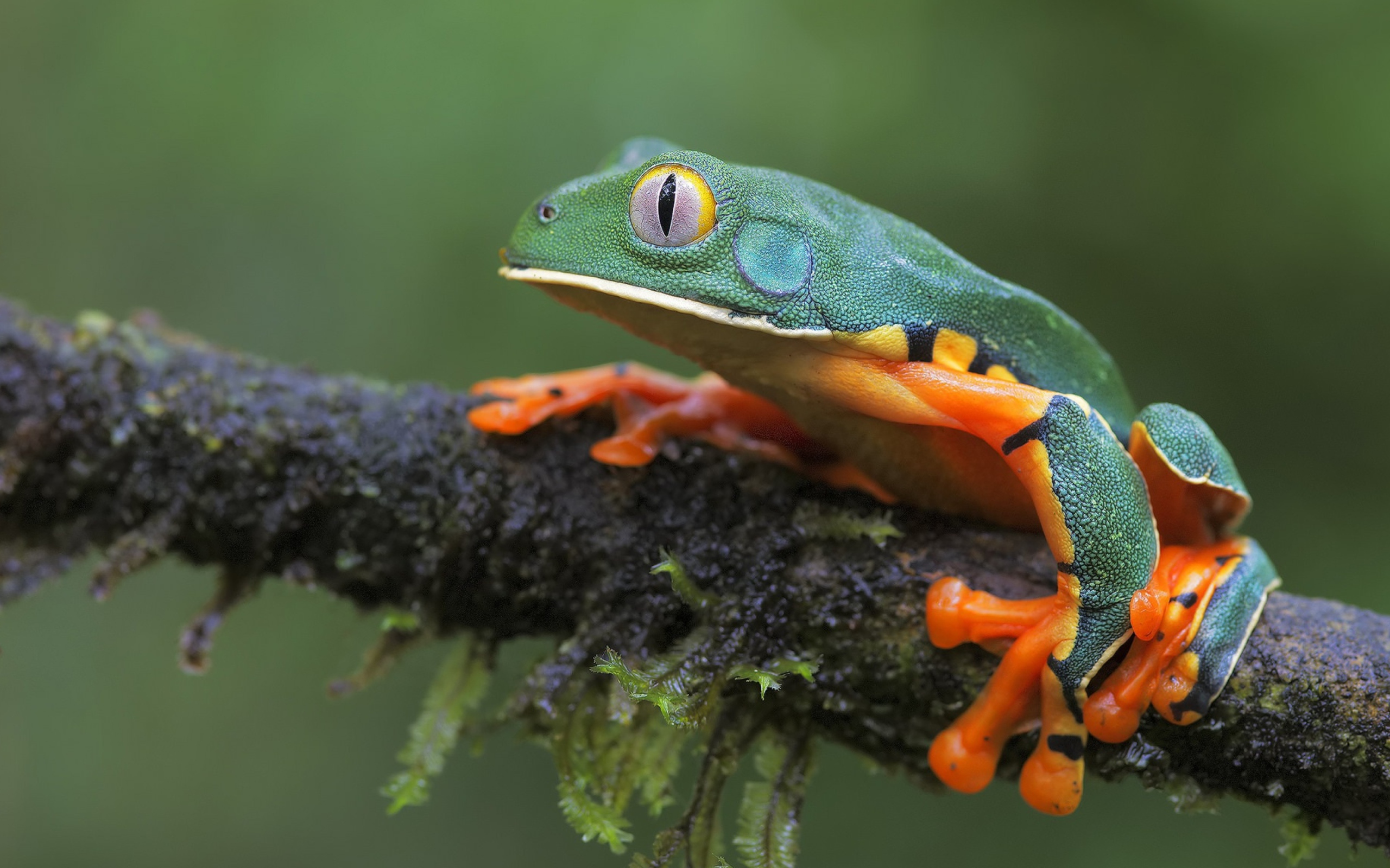 Лягушка сидит на мокрой ветке 