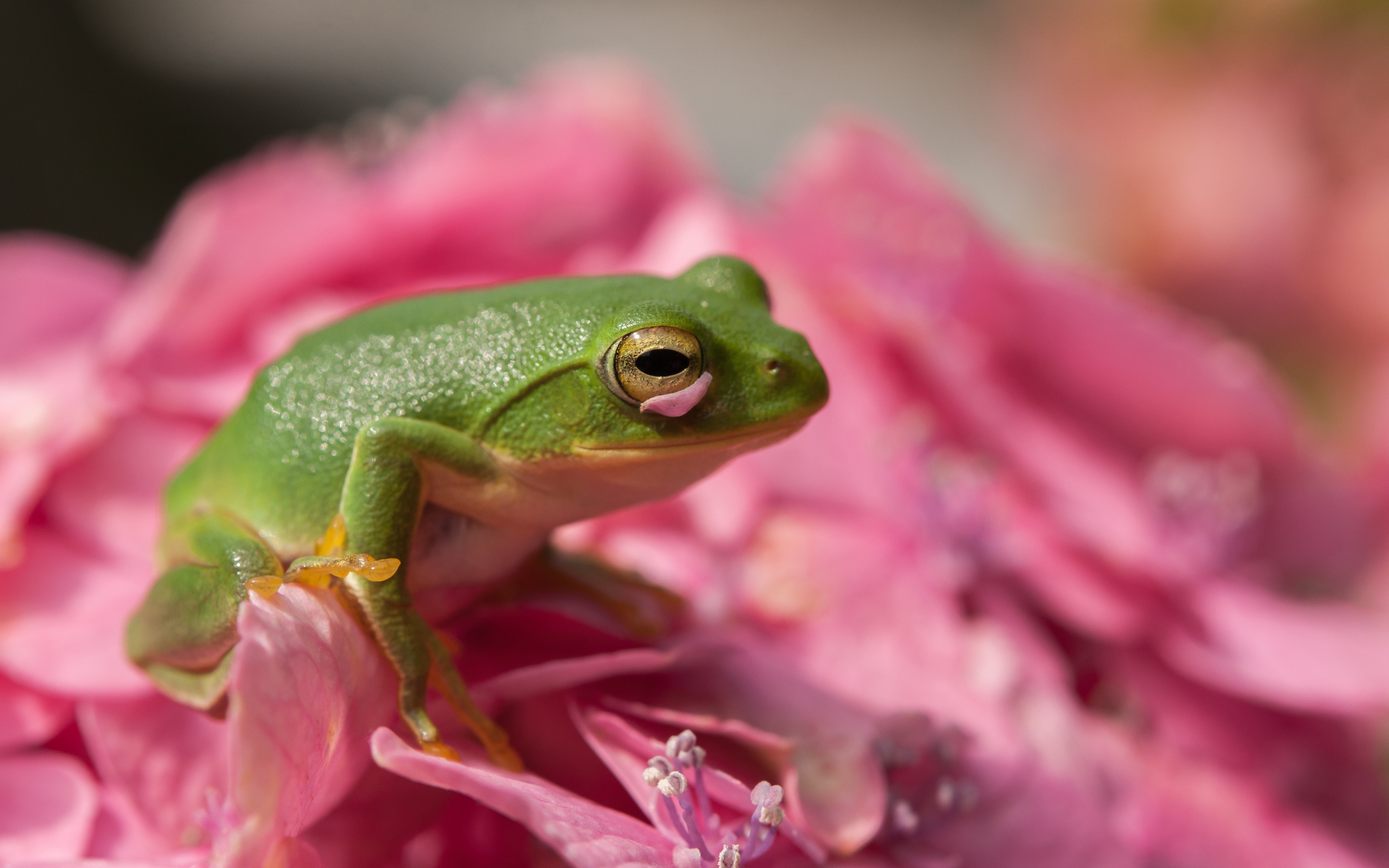 Зеленая лягушка сидит на розовом цветке