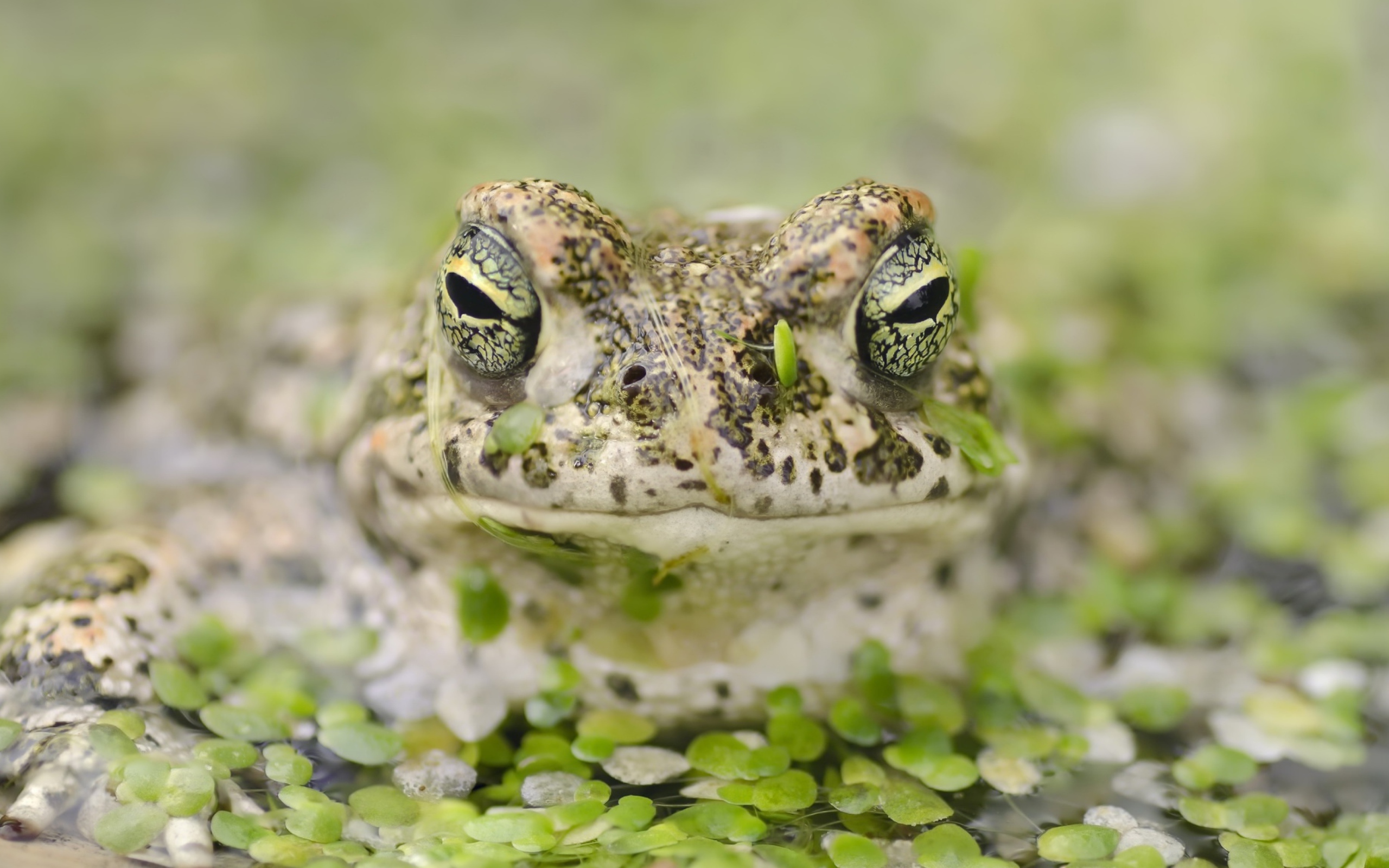 Большая лягушка в пруду