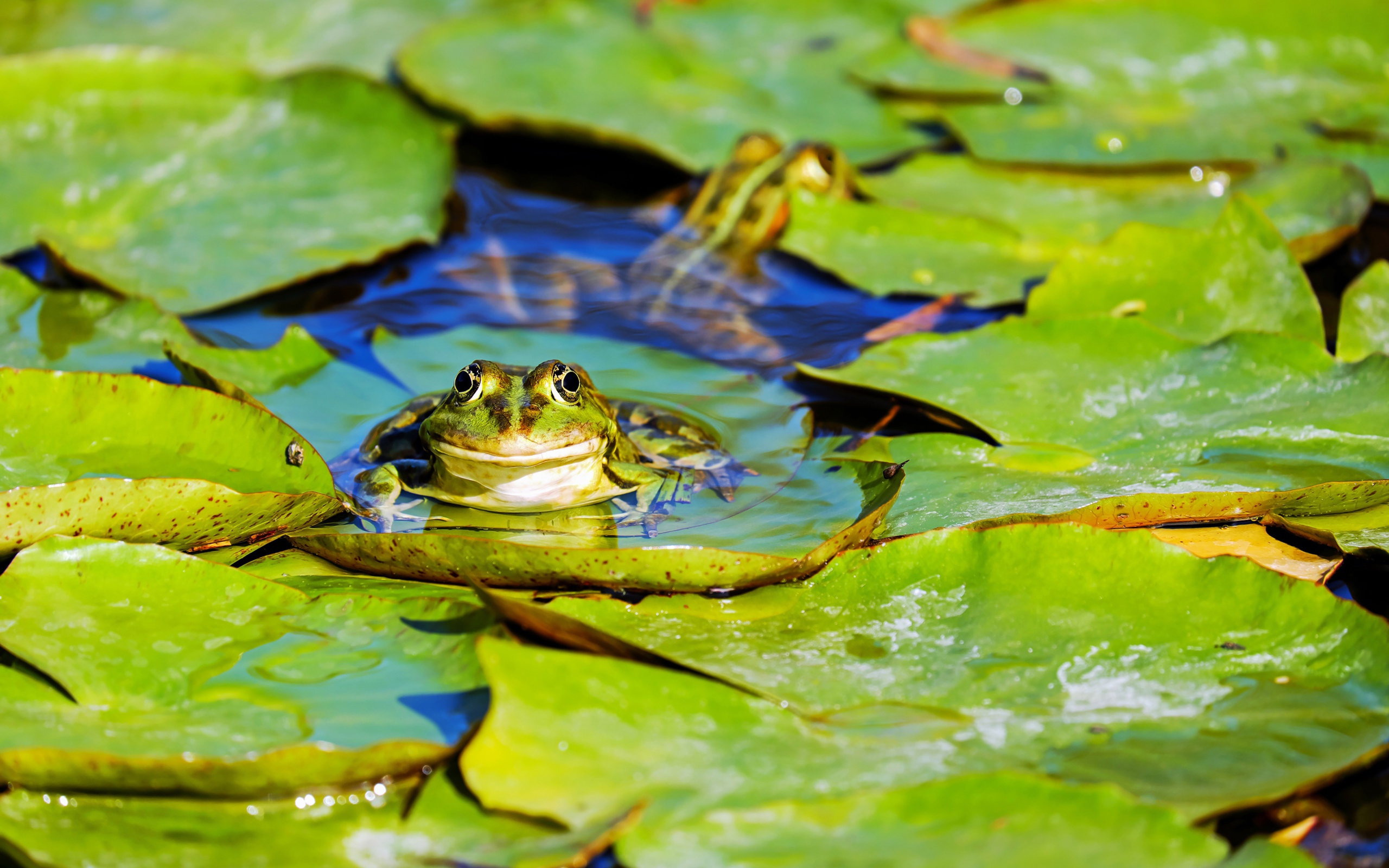 Frog sits on green leaves in water