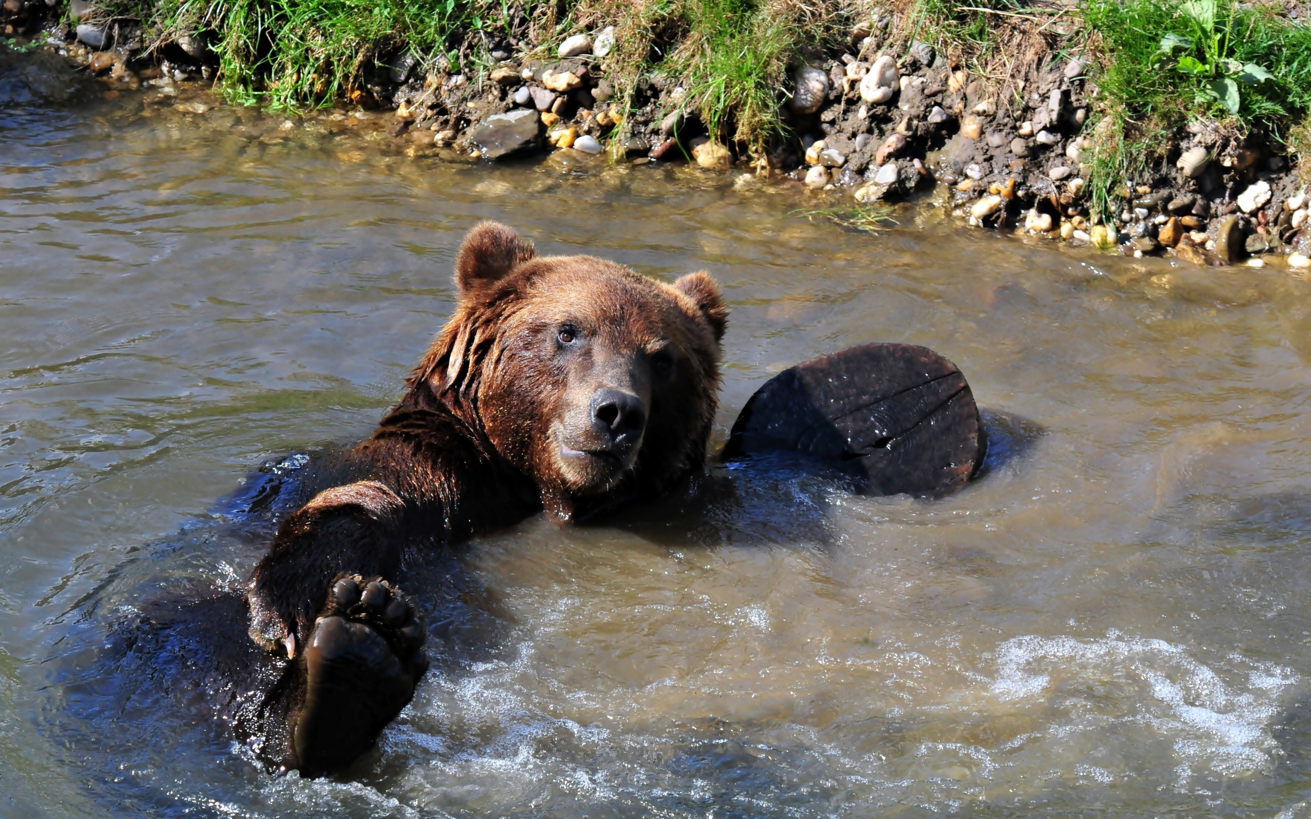 Большой бурый медведь купается в ручье