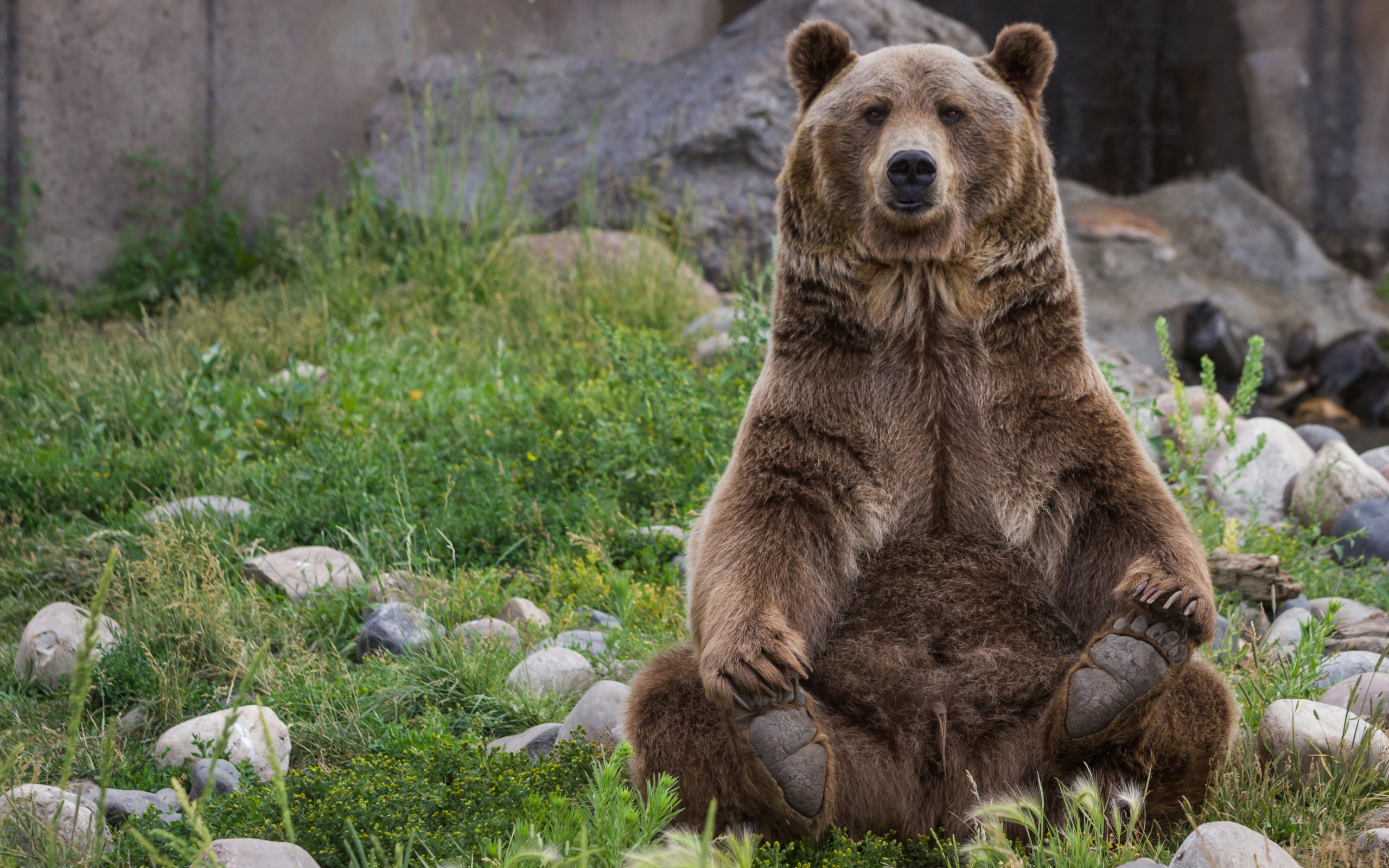 Большой бурый медведь сидит на зеленой траве