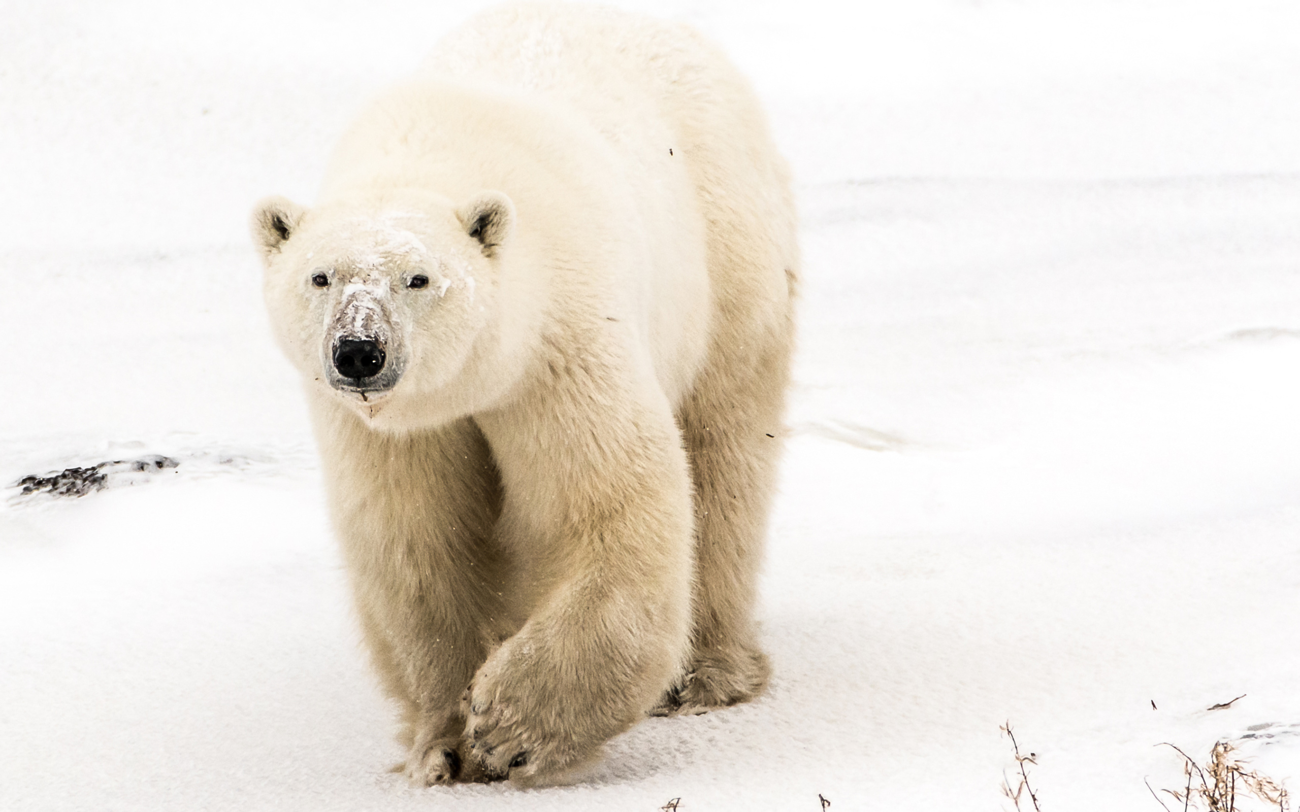 Большой грозный белый медведь идет по снегу