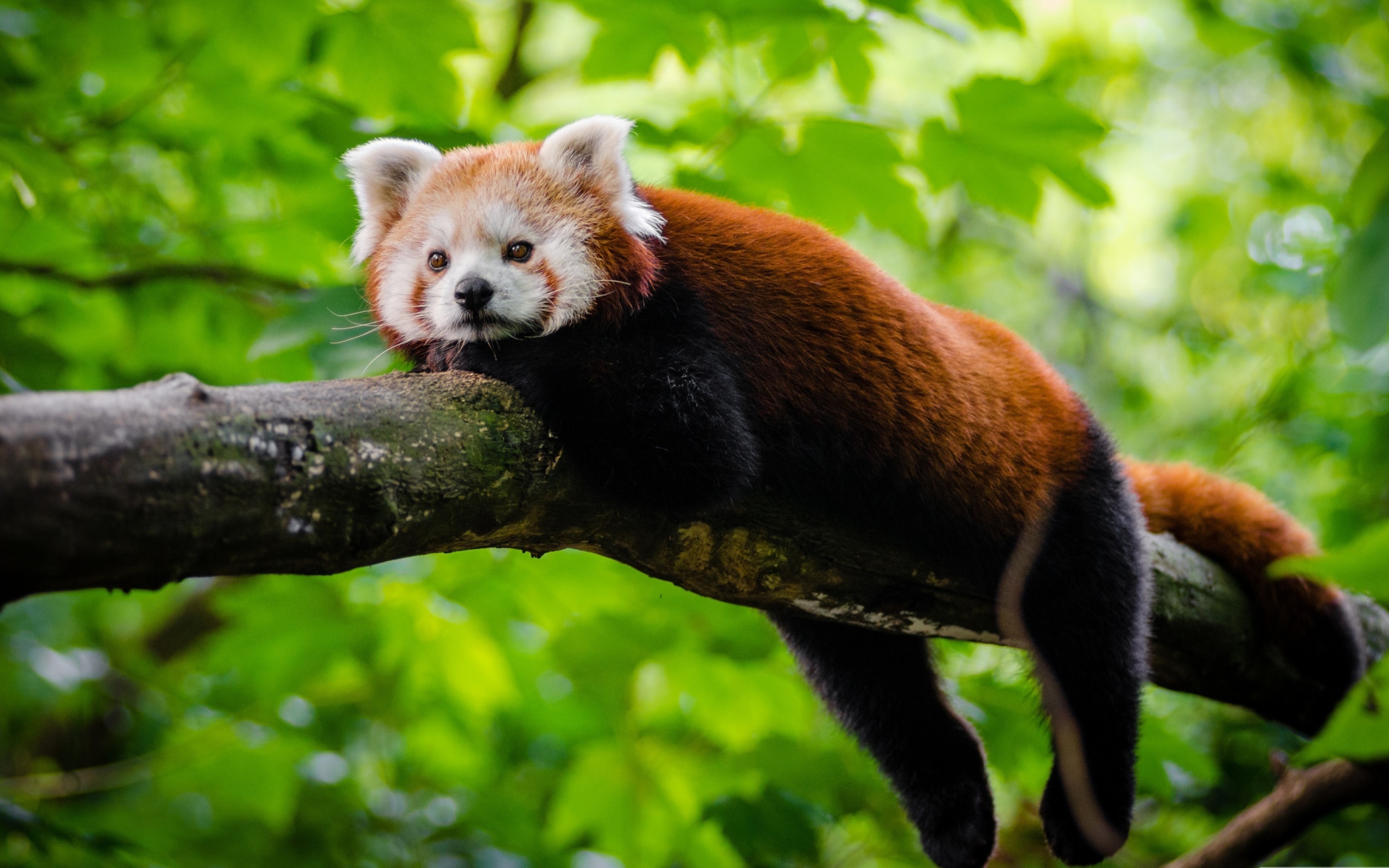 Малая панда лежит на дереве