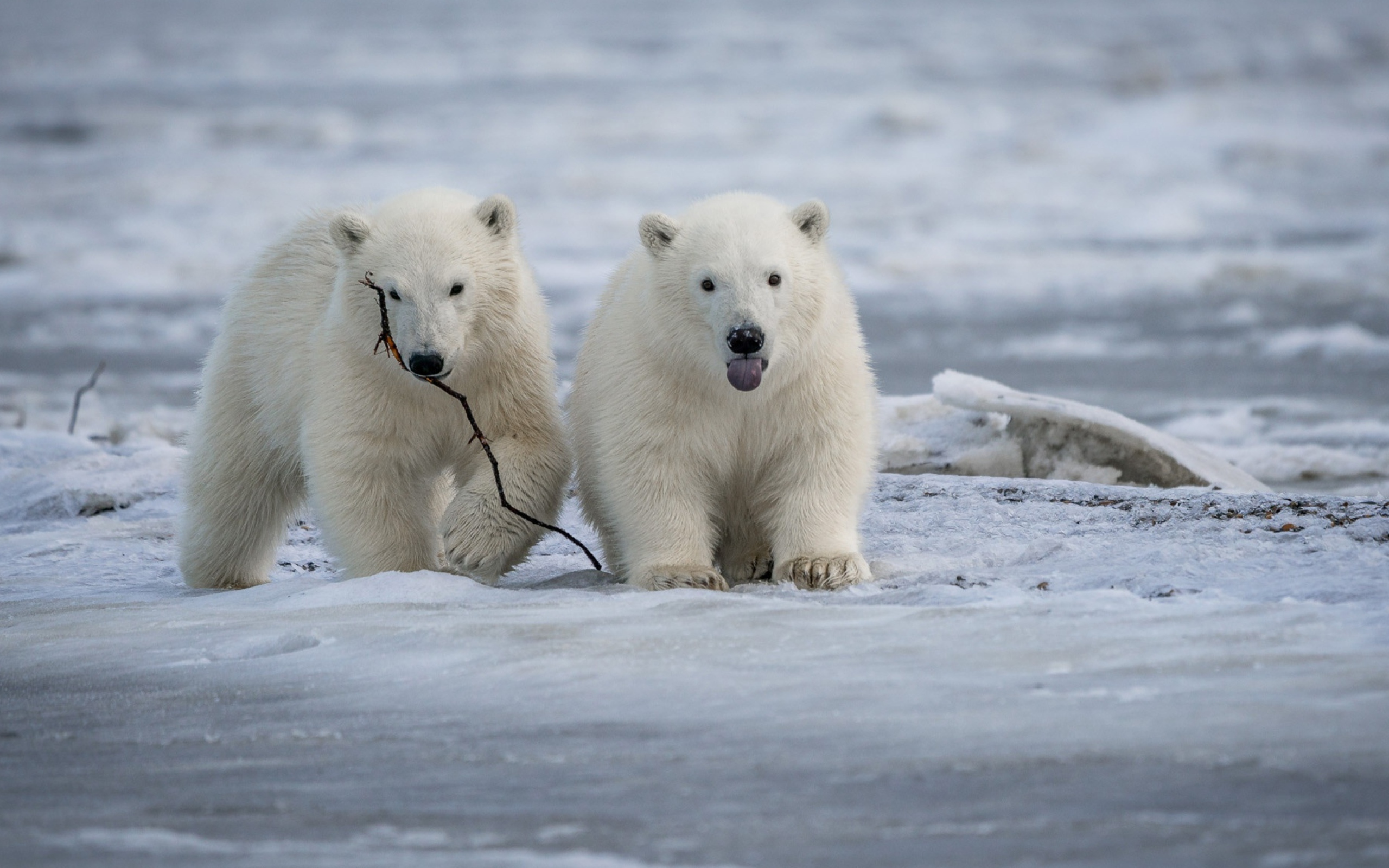 Два маленьких белых медвежонка на снегу
