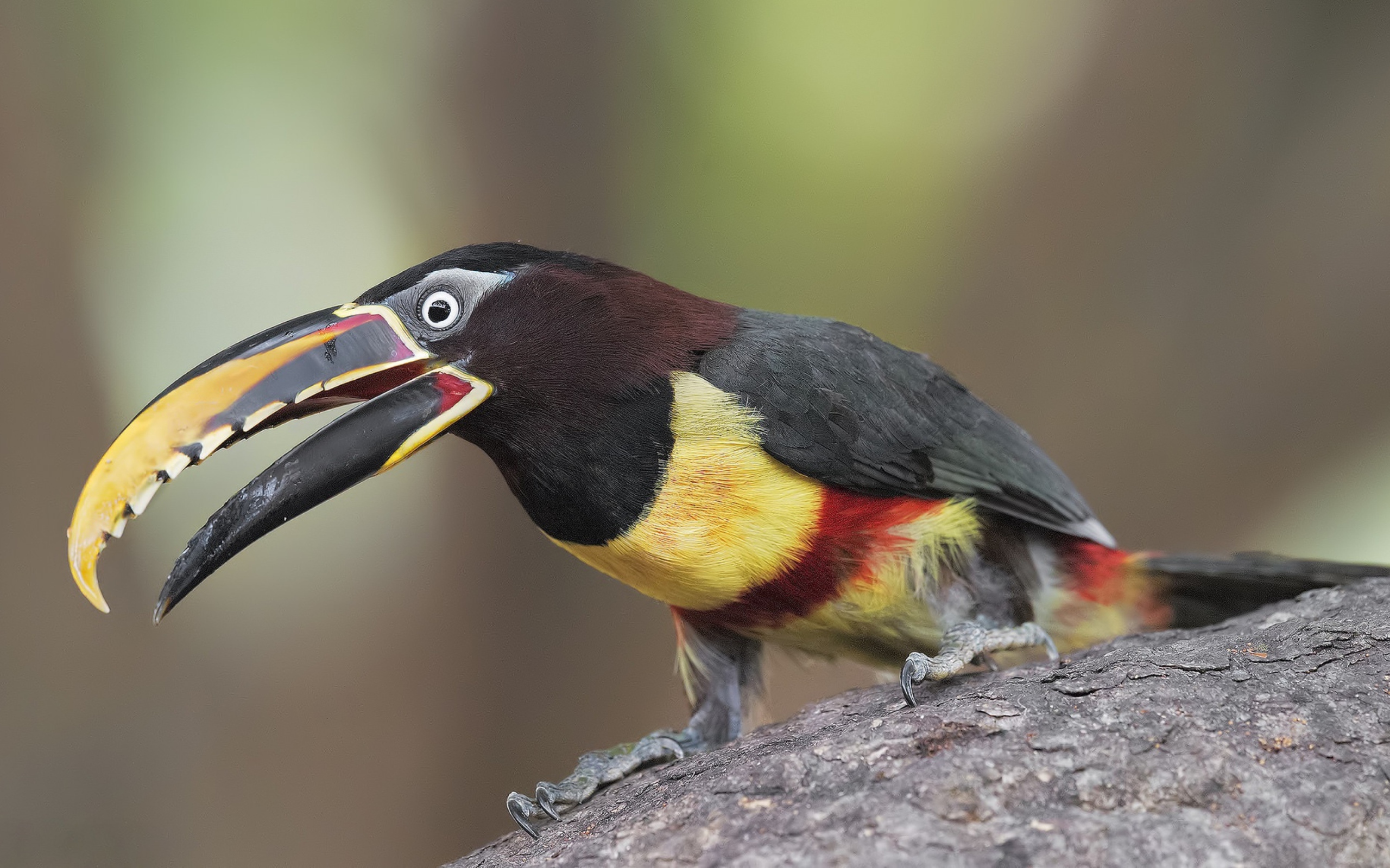 Красивый тукан сидит на дереве 