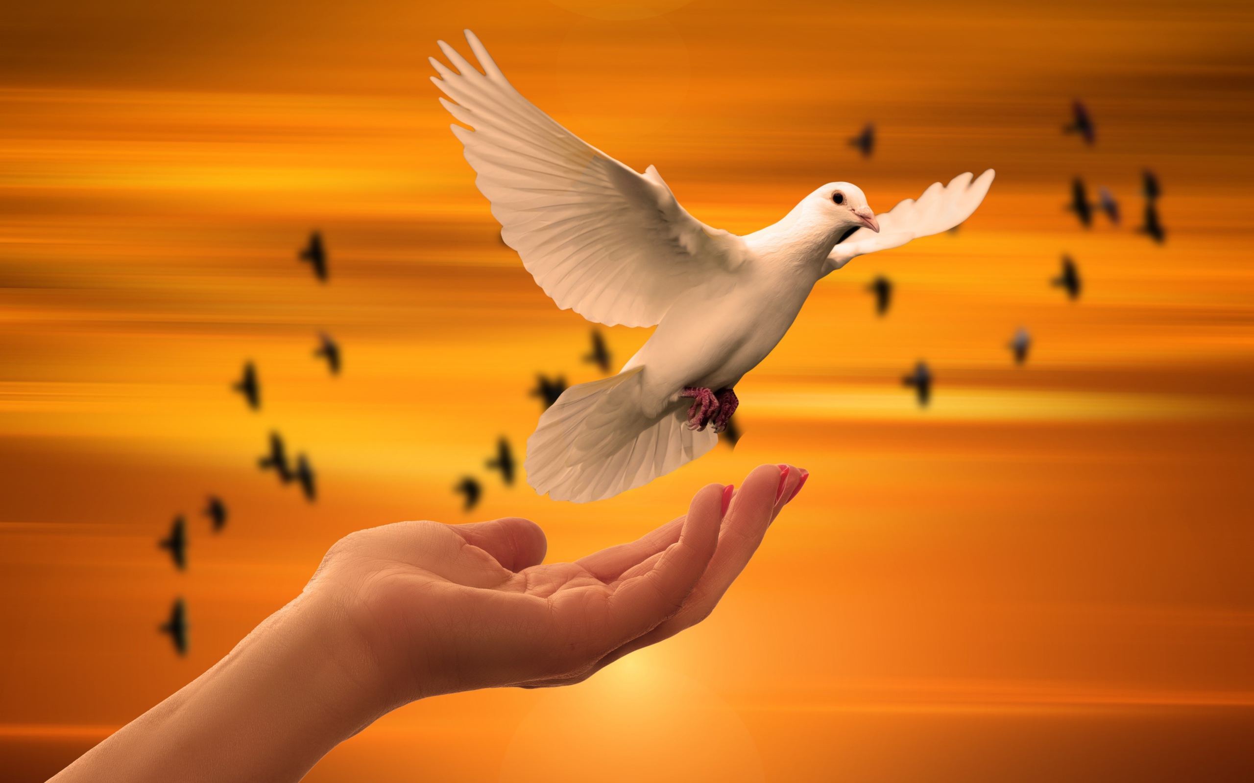 Красивый белый голубь взлетает с руки 