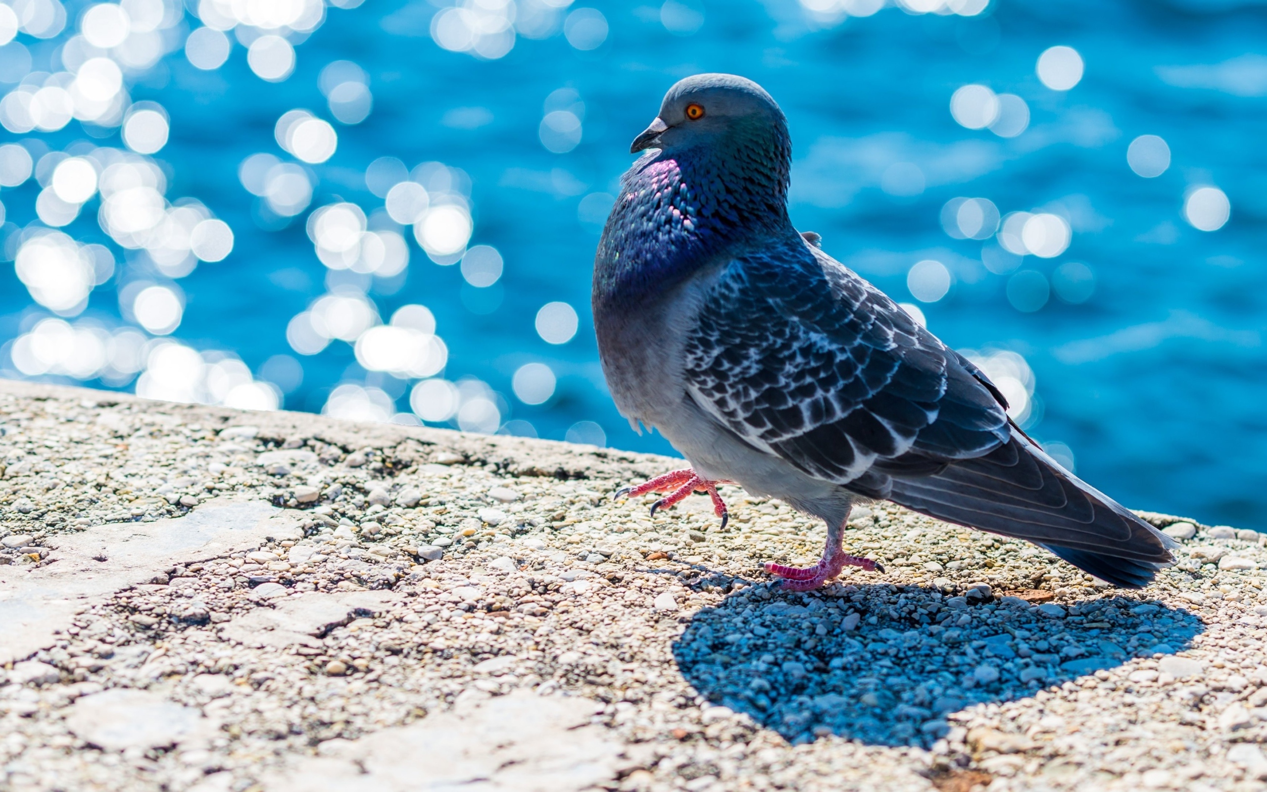Серый голубь стоит у воды