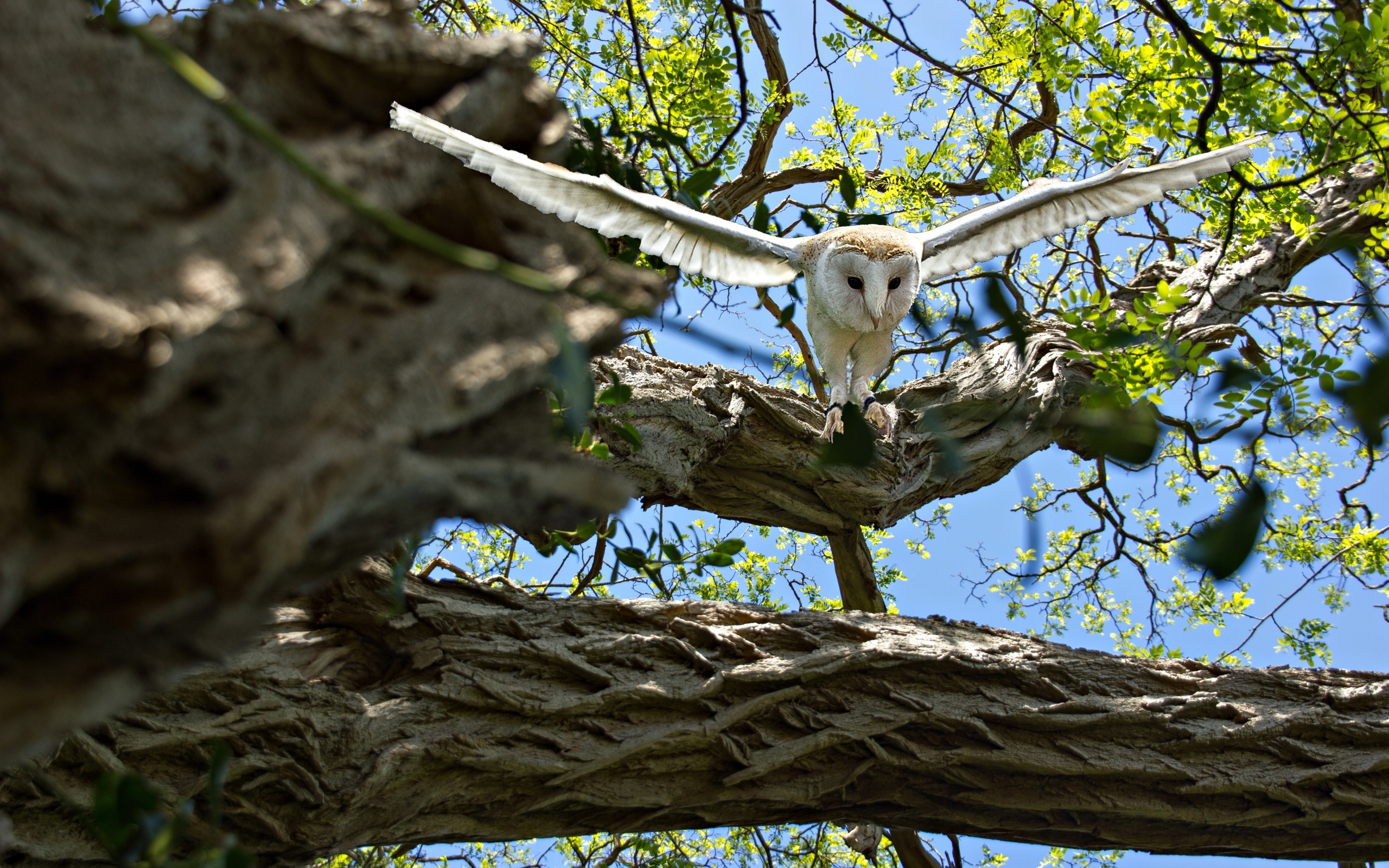 Большая белая сова взлетает с ветки