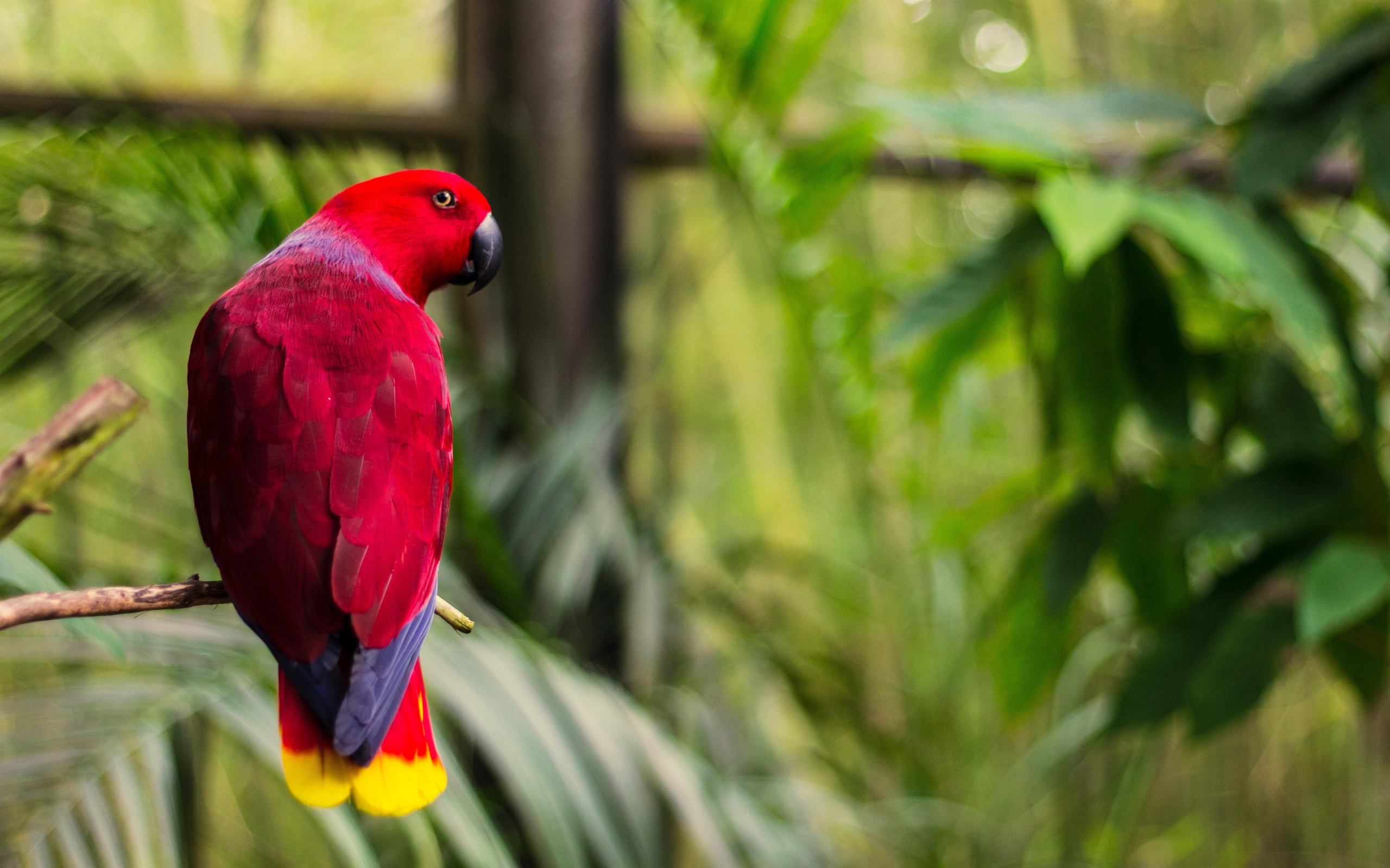 Розовый попугай сидит на ветке дерева