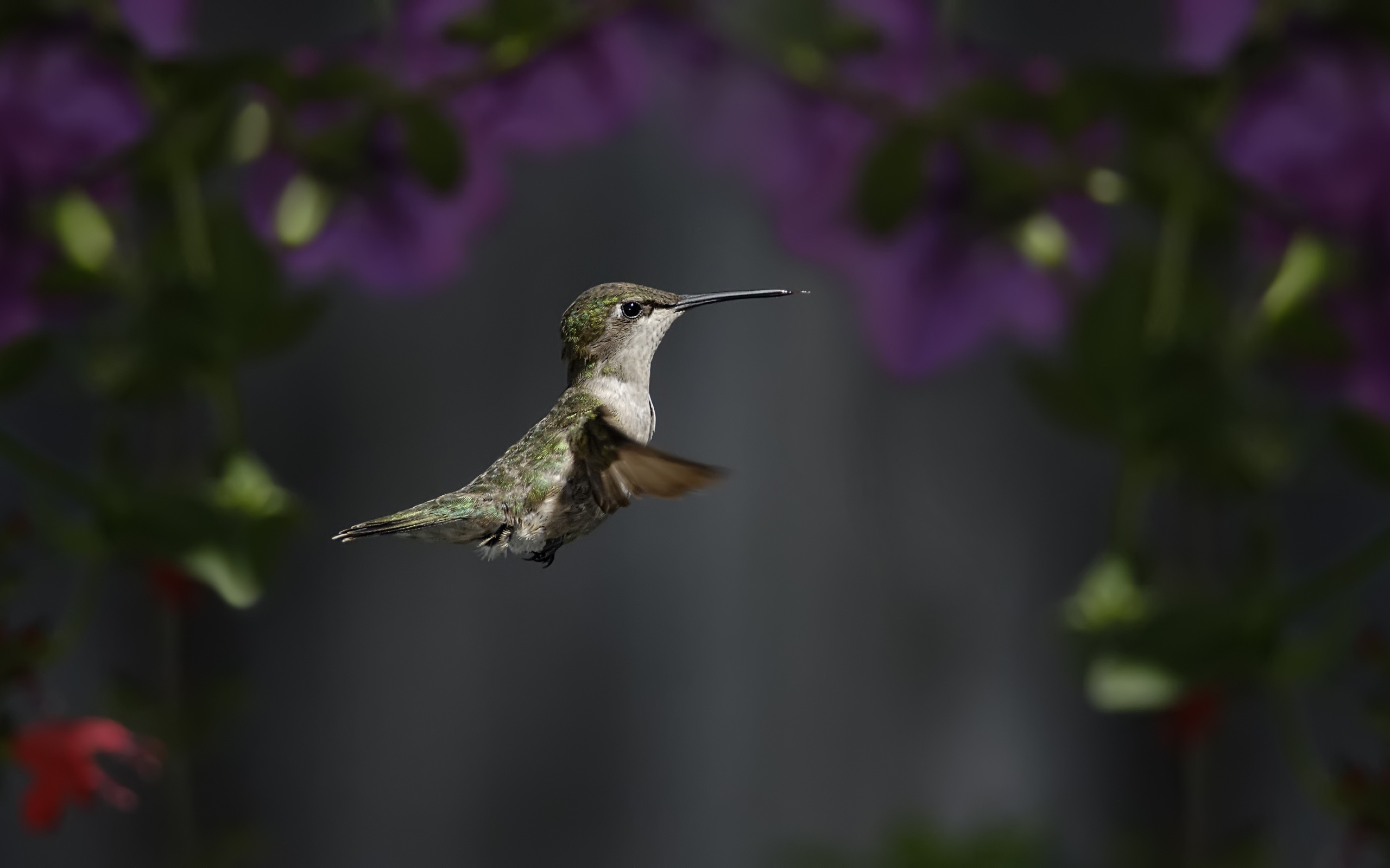 Маленькая птичка колибри крупным планом