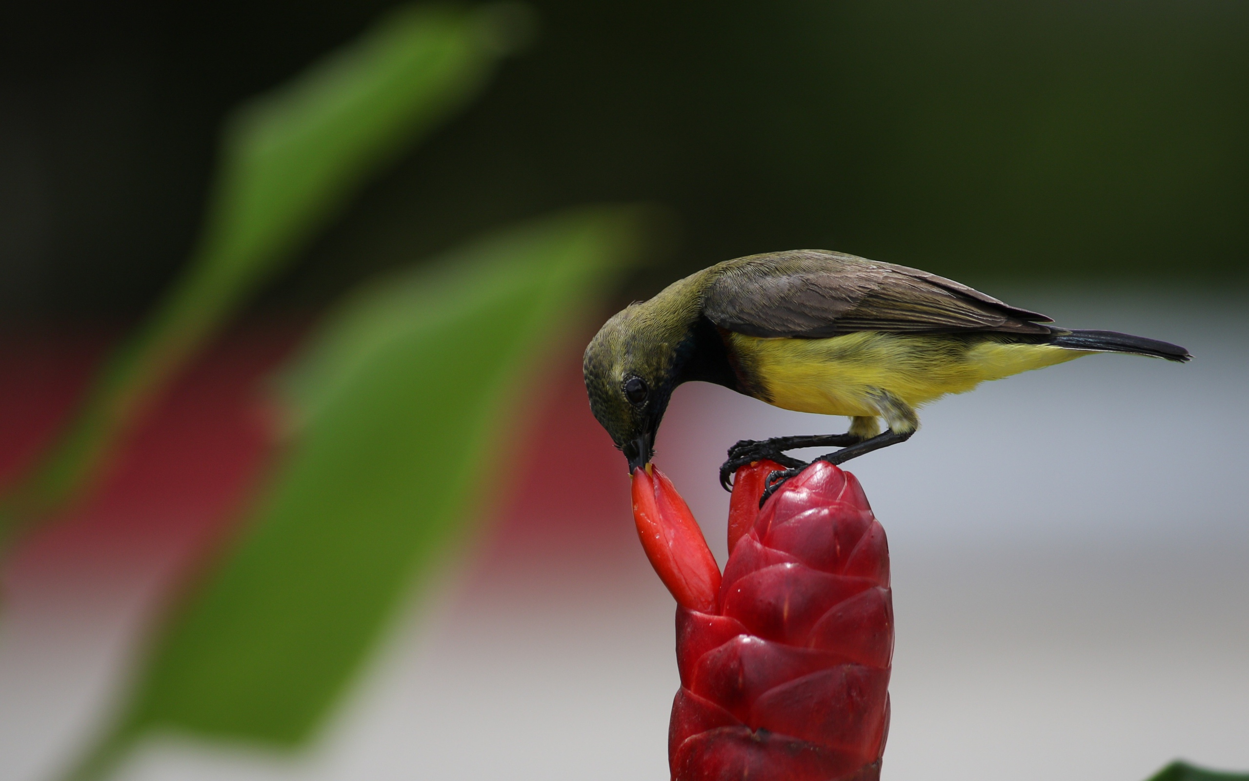 Маленькая птица колибри кормится на красном цветке