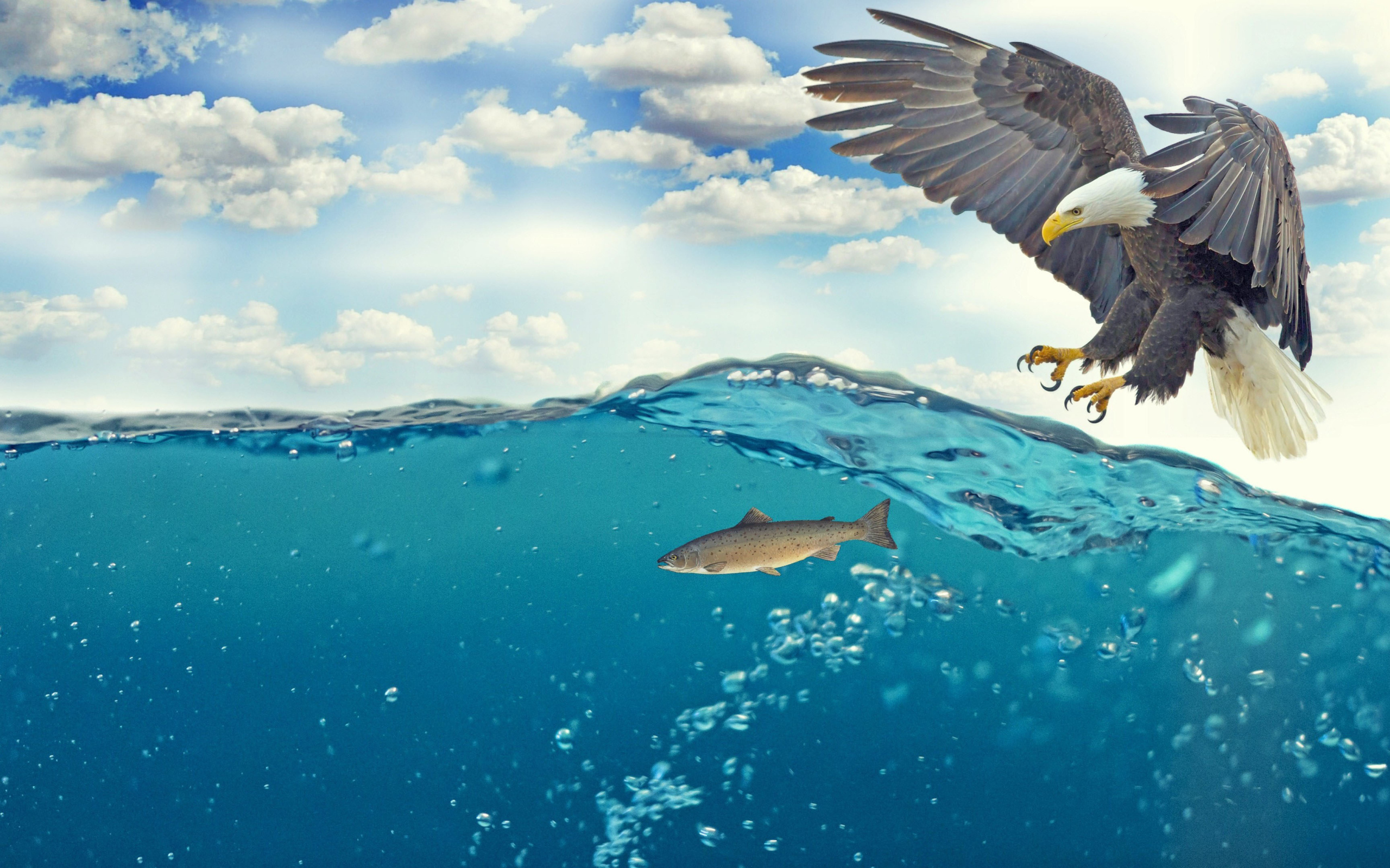 Белоголовый орлан ловит рыбу в воде 