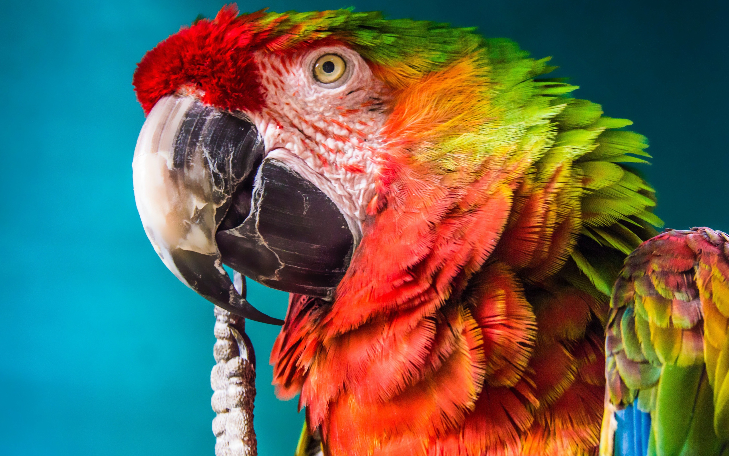 Большой попугай крупным планом