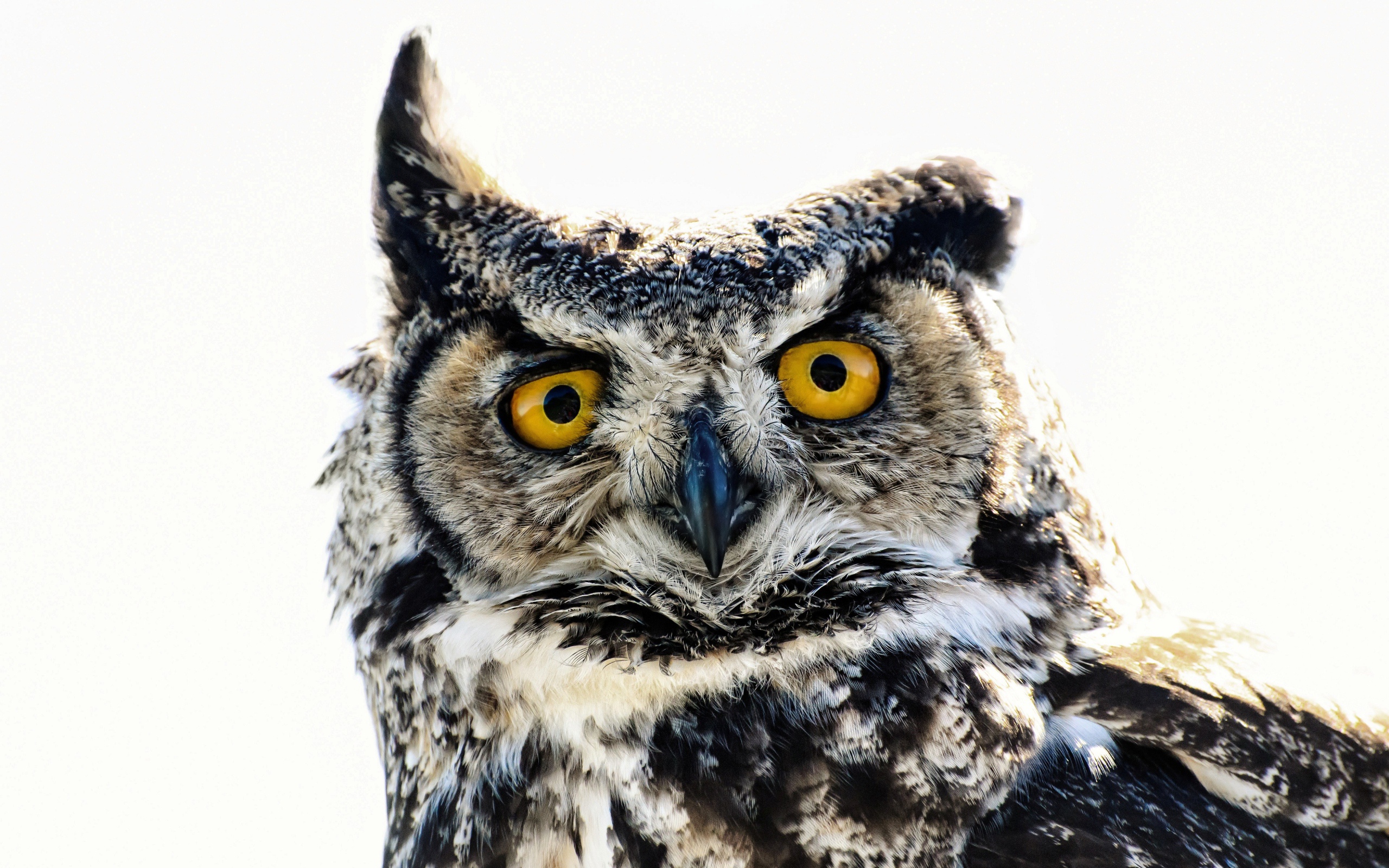 Большая сова на белом фоне крупным планом