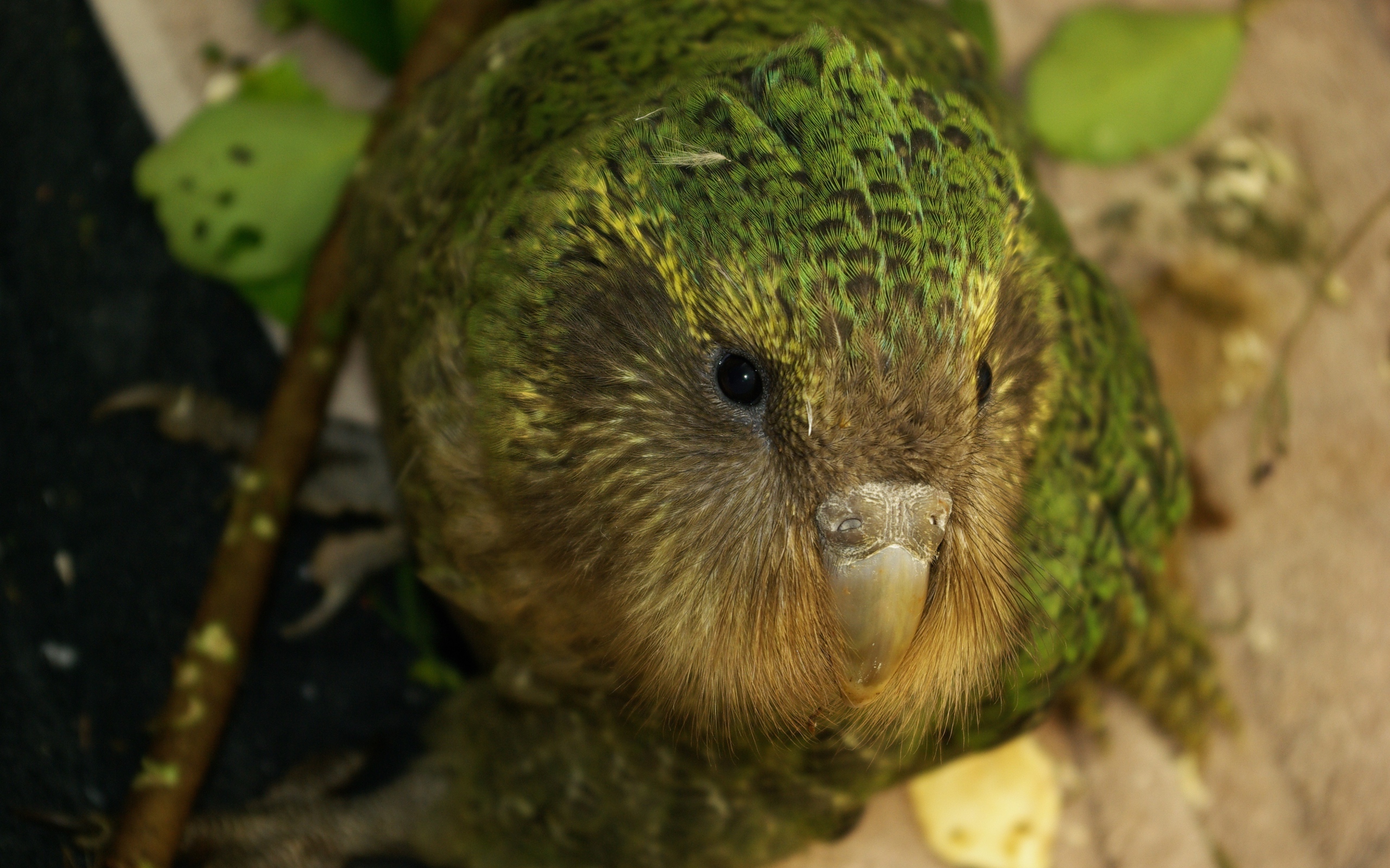 Птица Какапо крупным планом