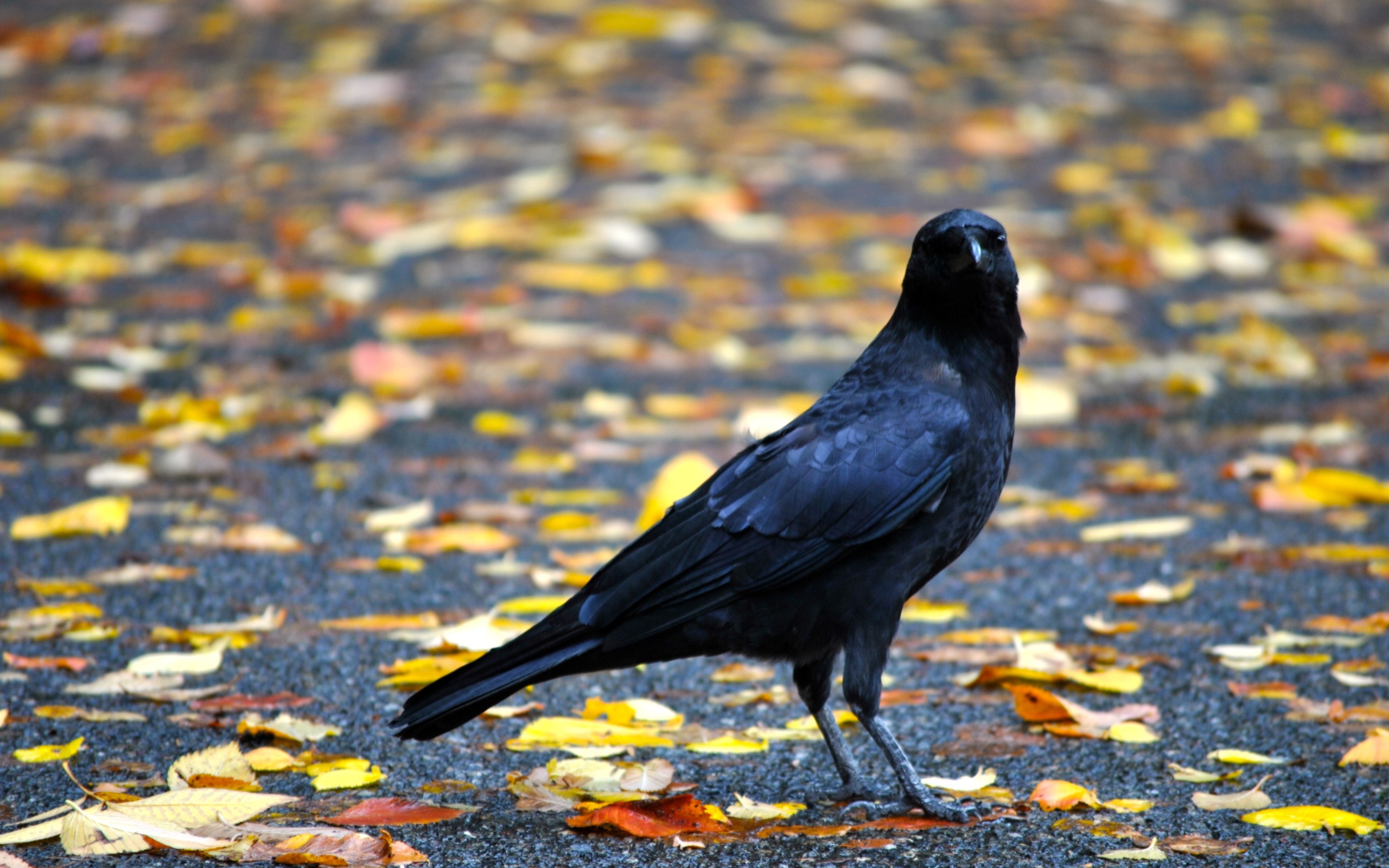 Черный ворон на земле с желтыми опавшими листьями осенью 