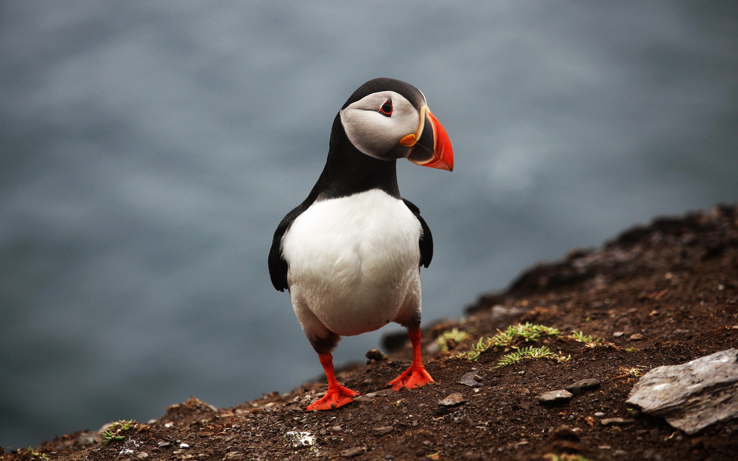 Забавная маленькая птица тупик 