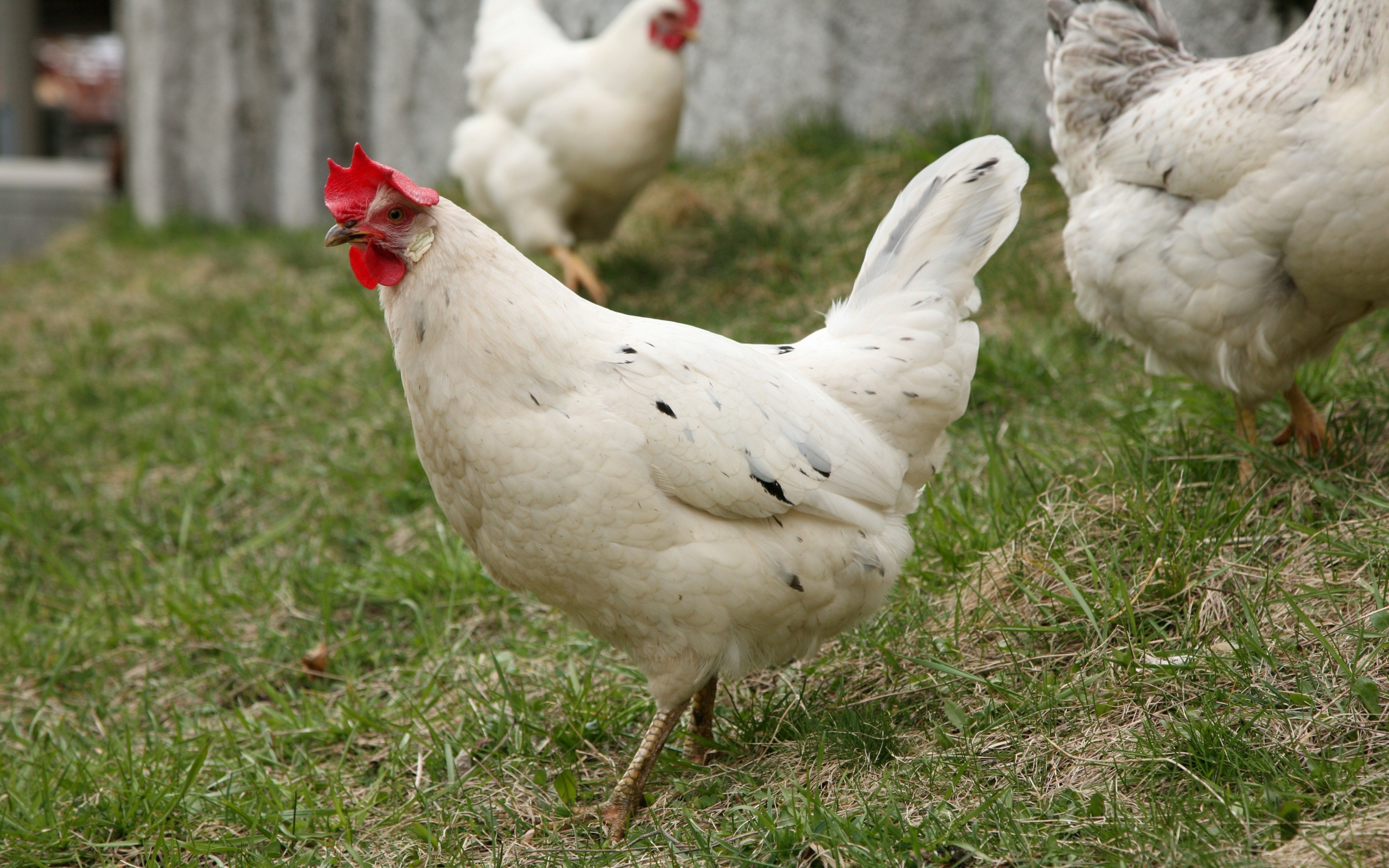 Домашние белые куры на зеленой траве