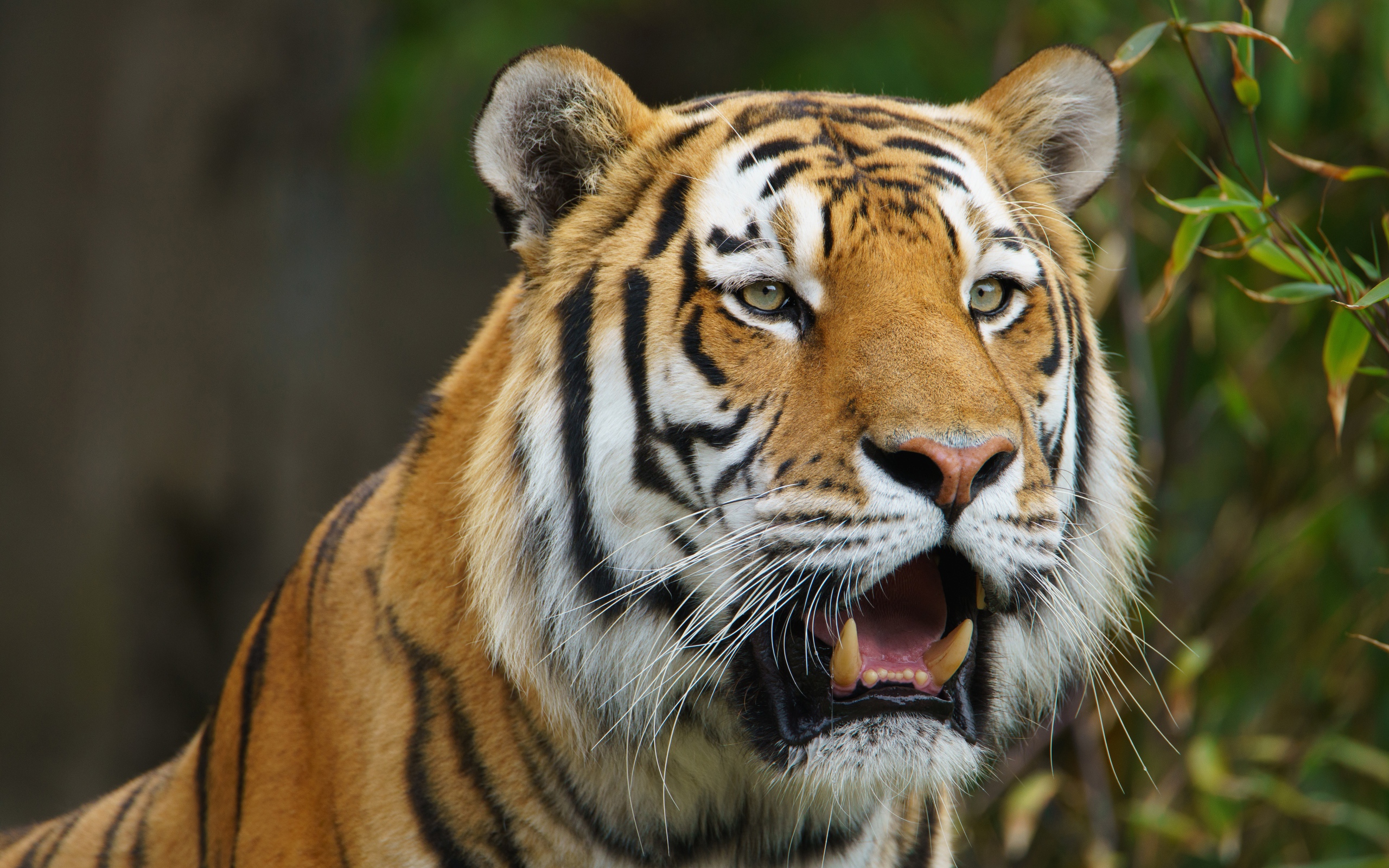 Большой тигр с открытой пастью