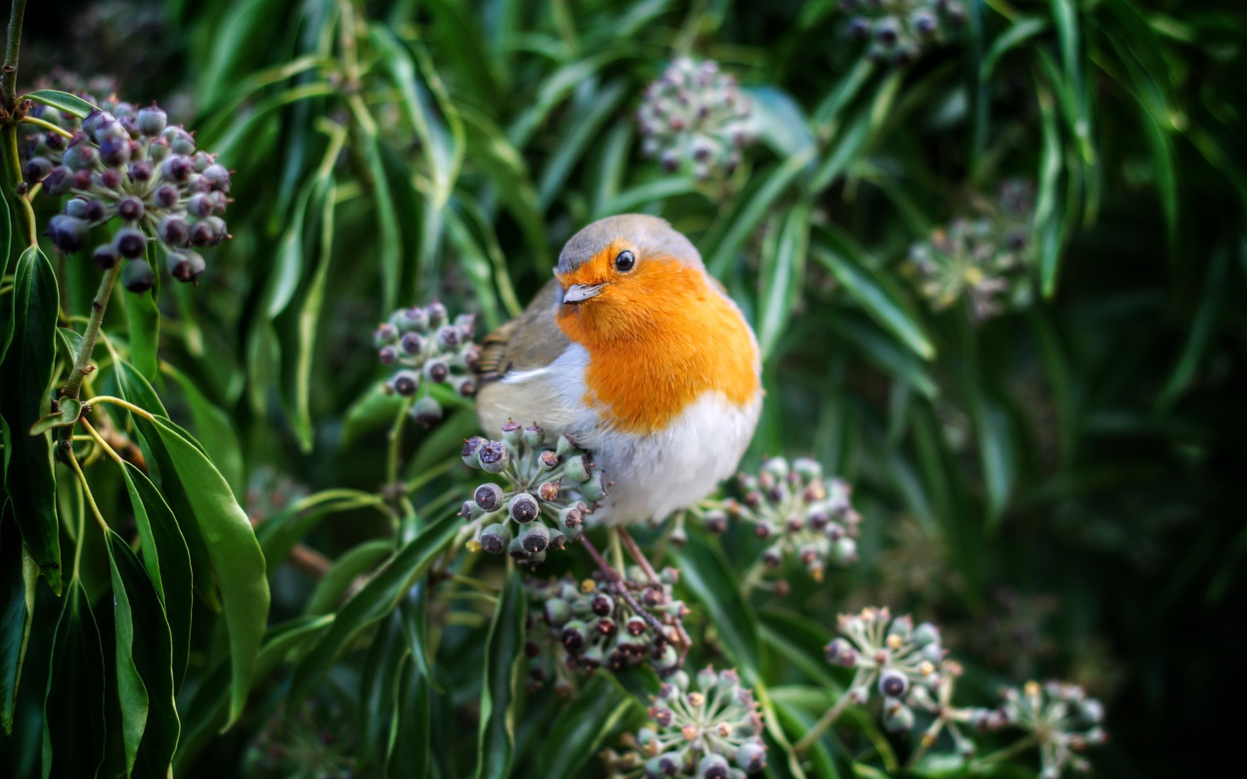 Маленькая птичка зарянка сидит на ветке