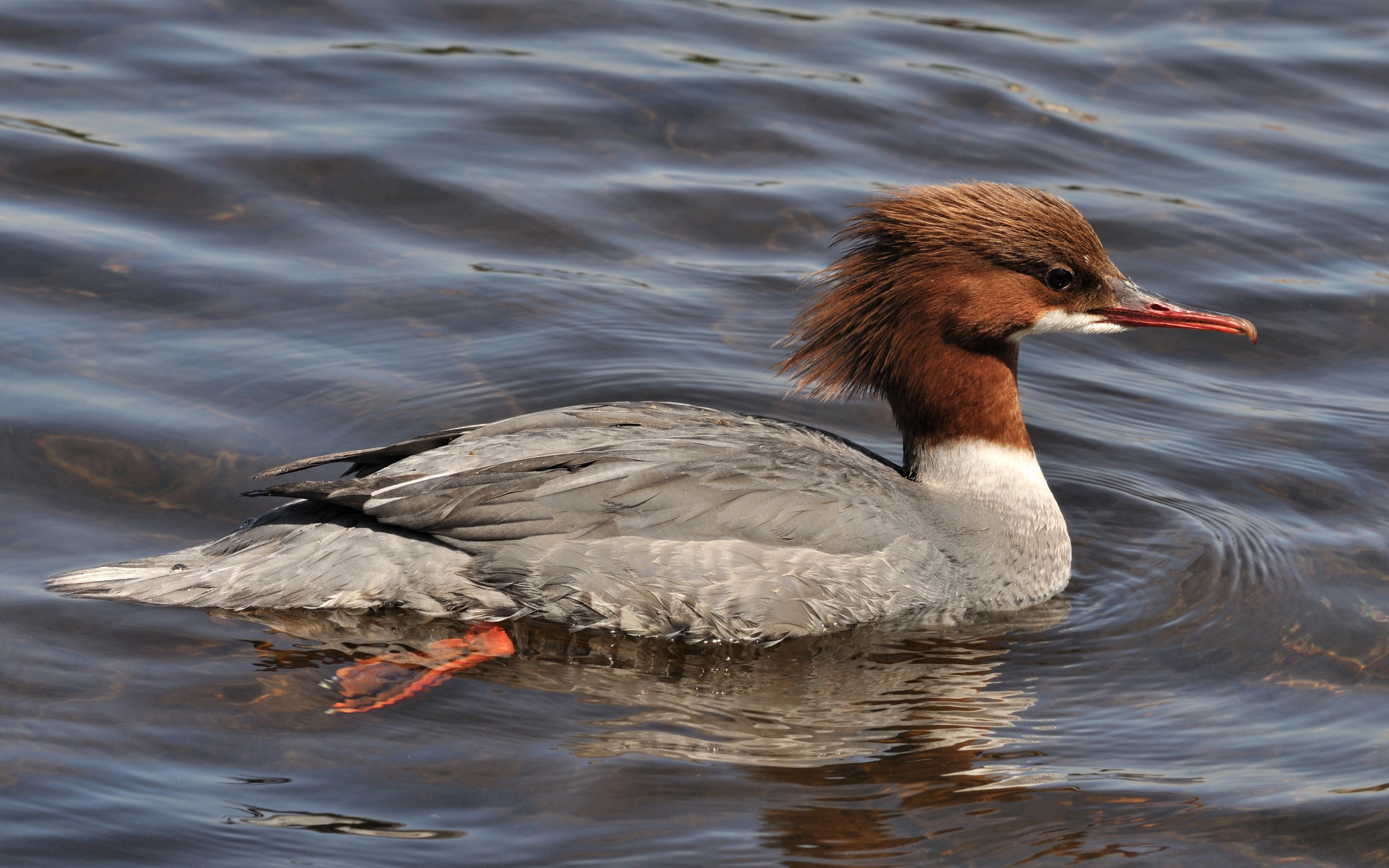 Птица крохаль в воде