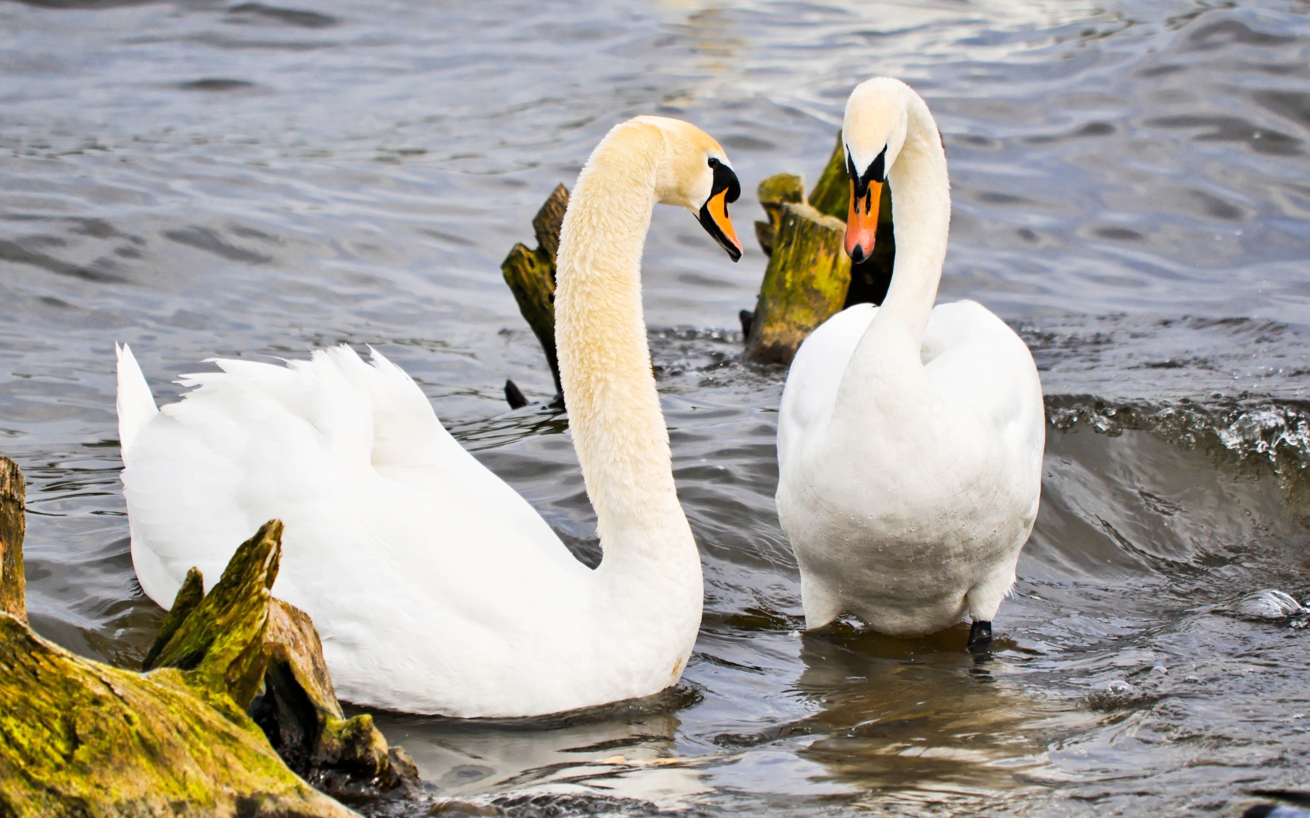 Два красивых белых лебедя в воде