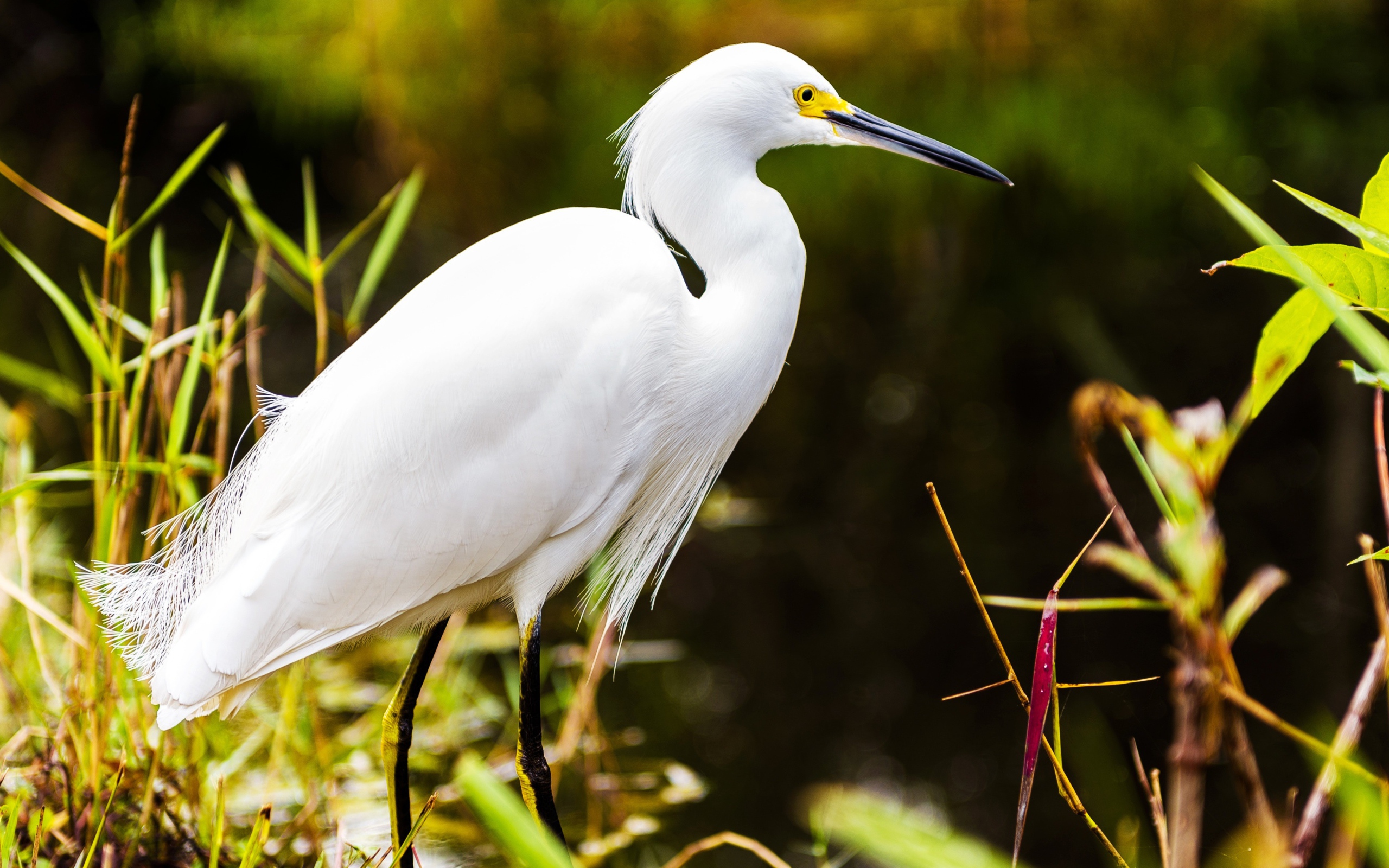 Белый херон в джунглях