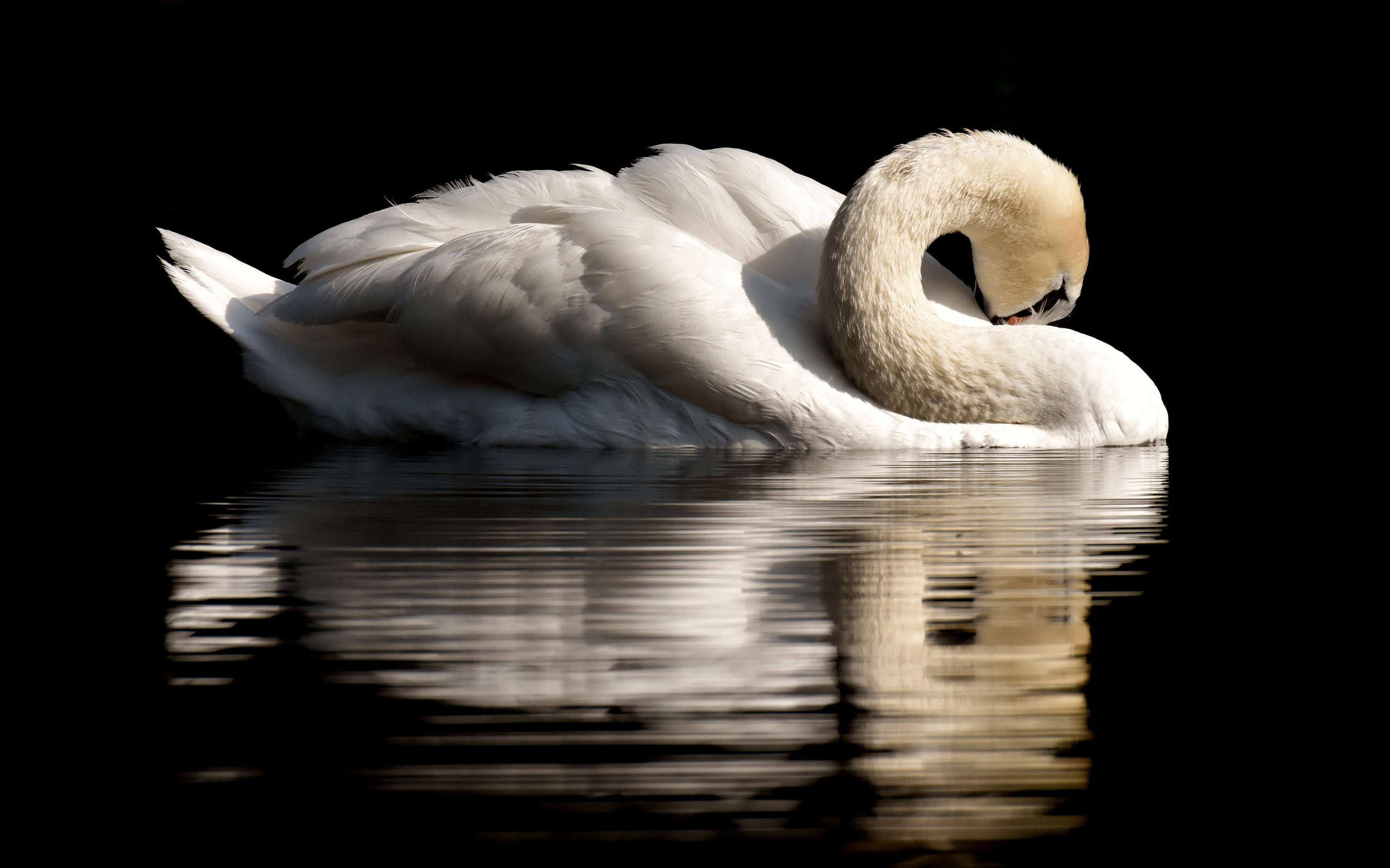 Белый лебедь спрятал клюв в перья на черном фоне