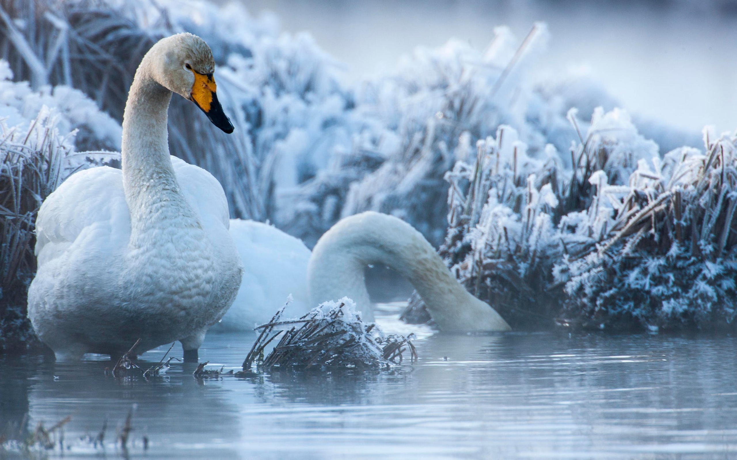 Белые лебеди на озере зимой