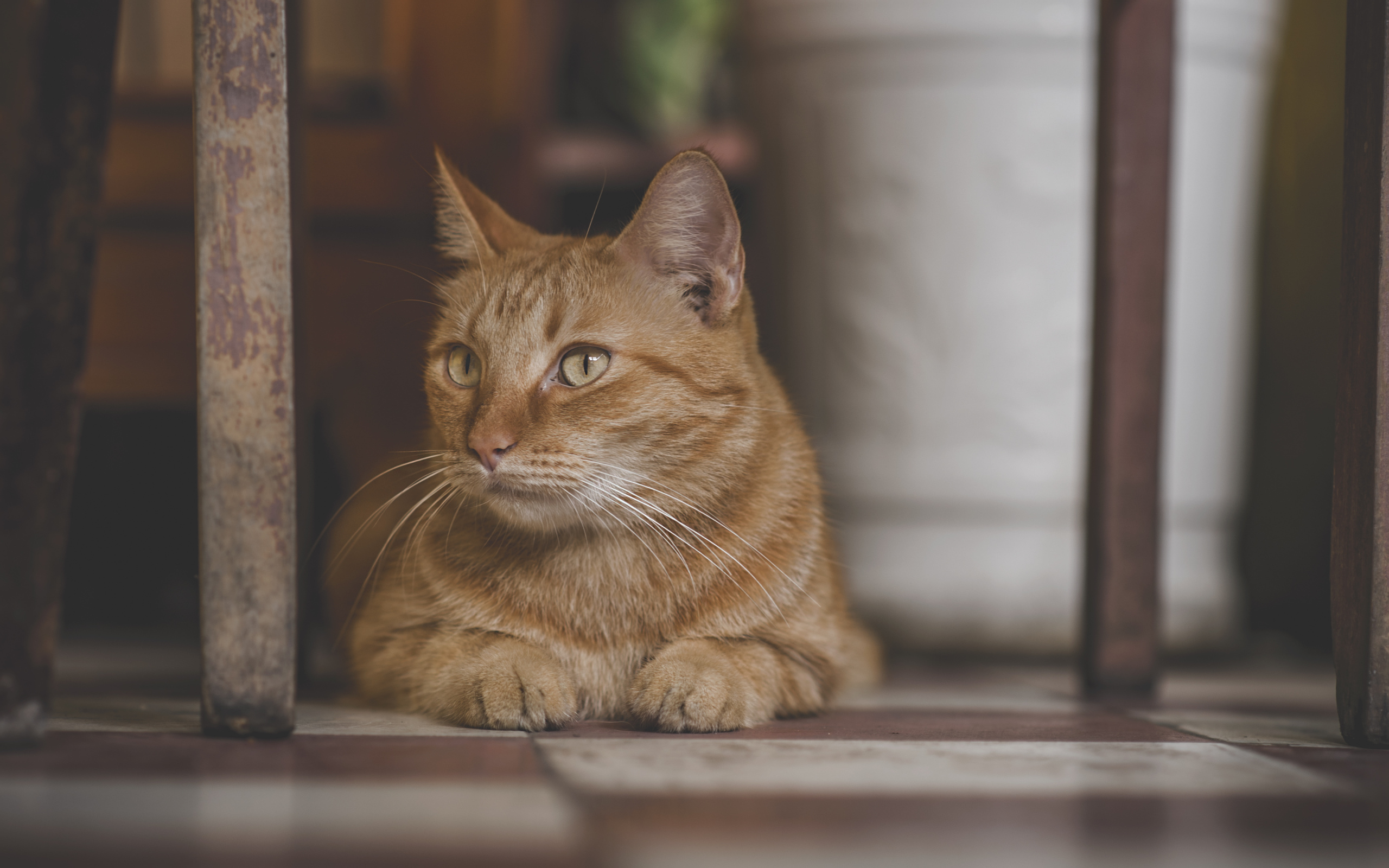 Большой рыжий кот лежит под стулом