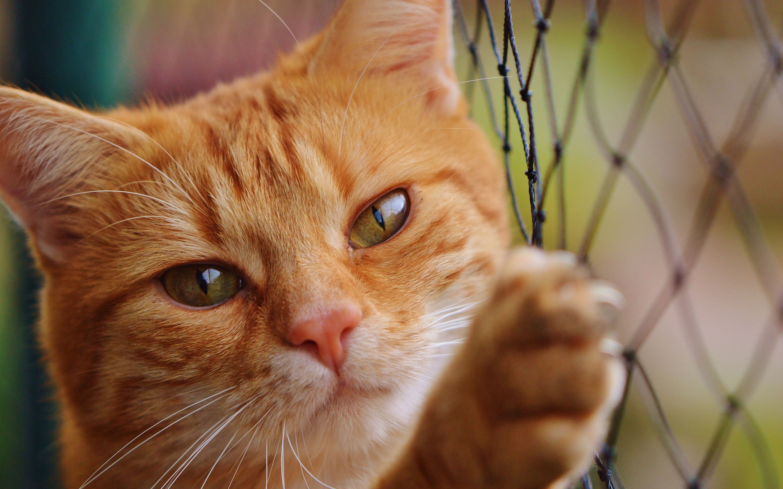 Рыжий кот держится об сетку