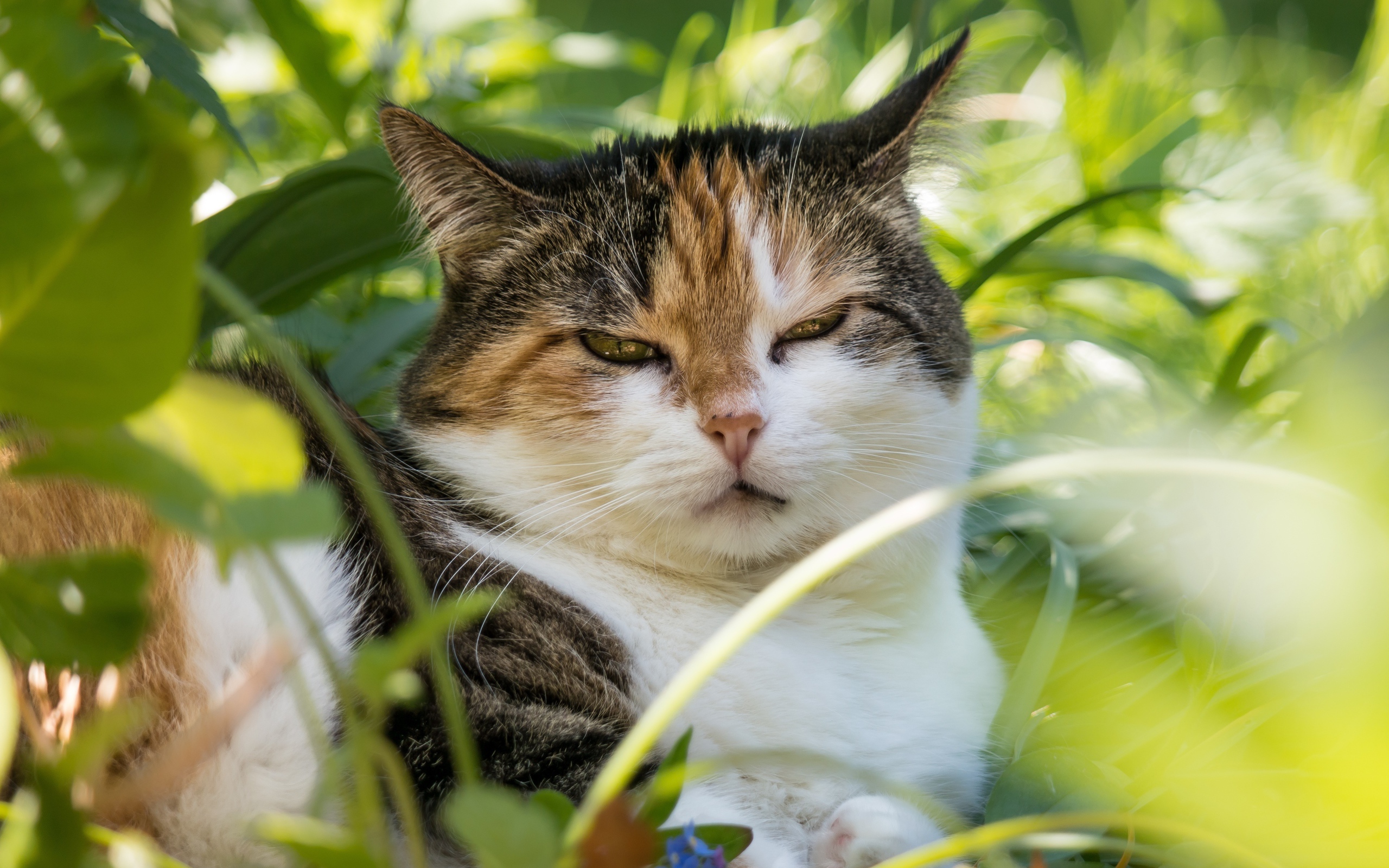 Сонный кот лежит в зеленой листве