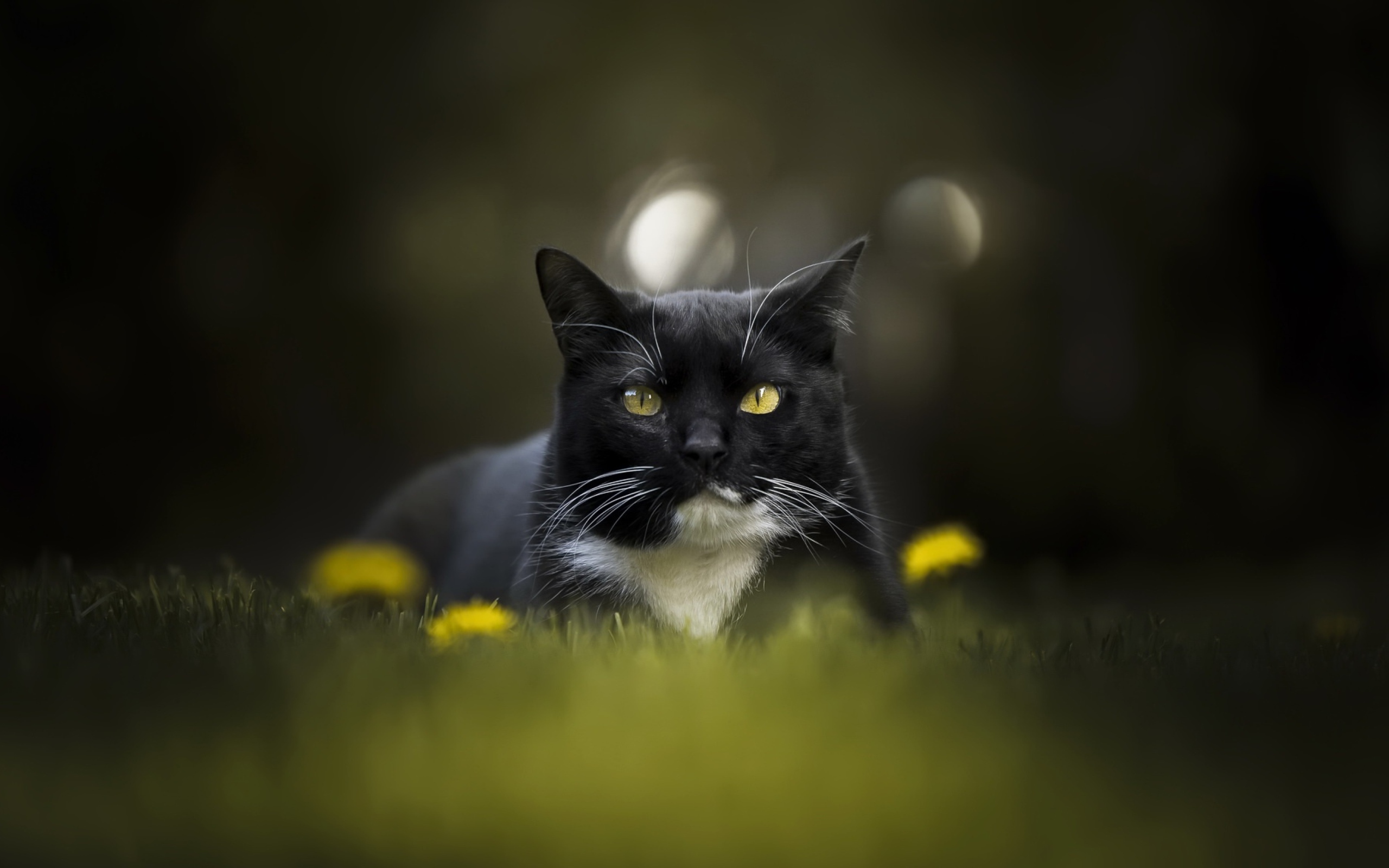 Красивый черно-белый кот сидит в траве