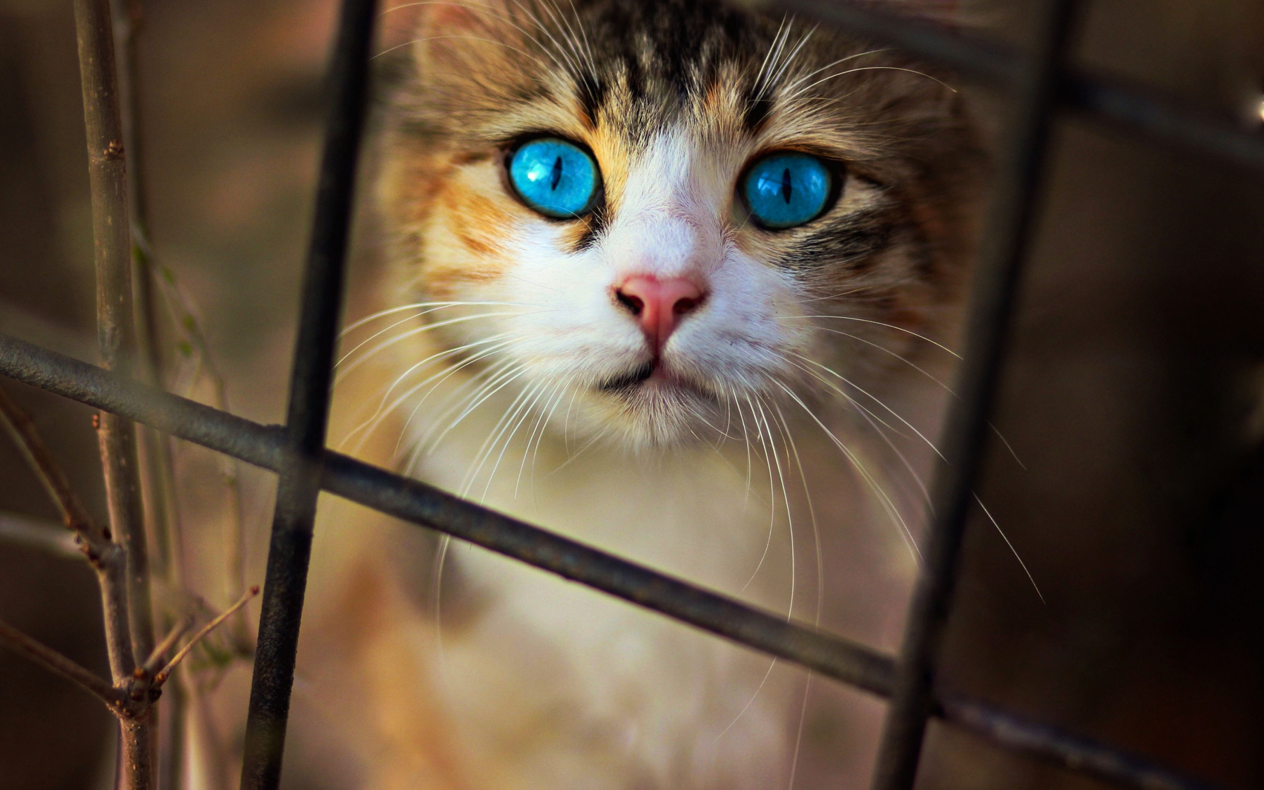 Beautiful blue-eyed cat looking through the grille