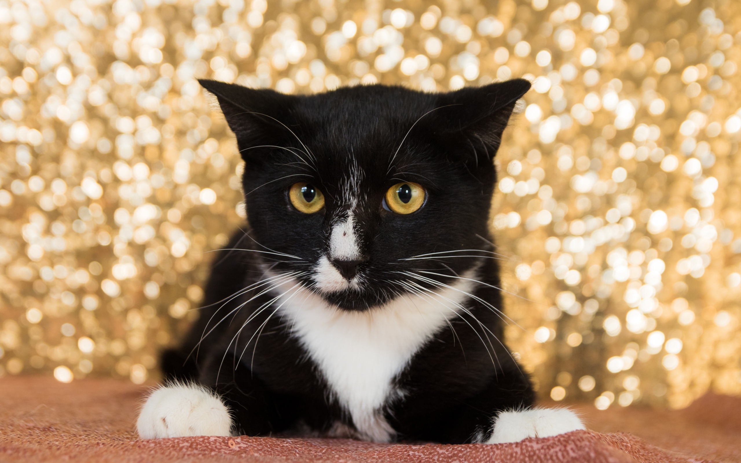 Красивый испуганный черно белый кот 