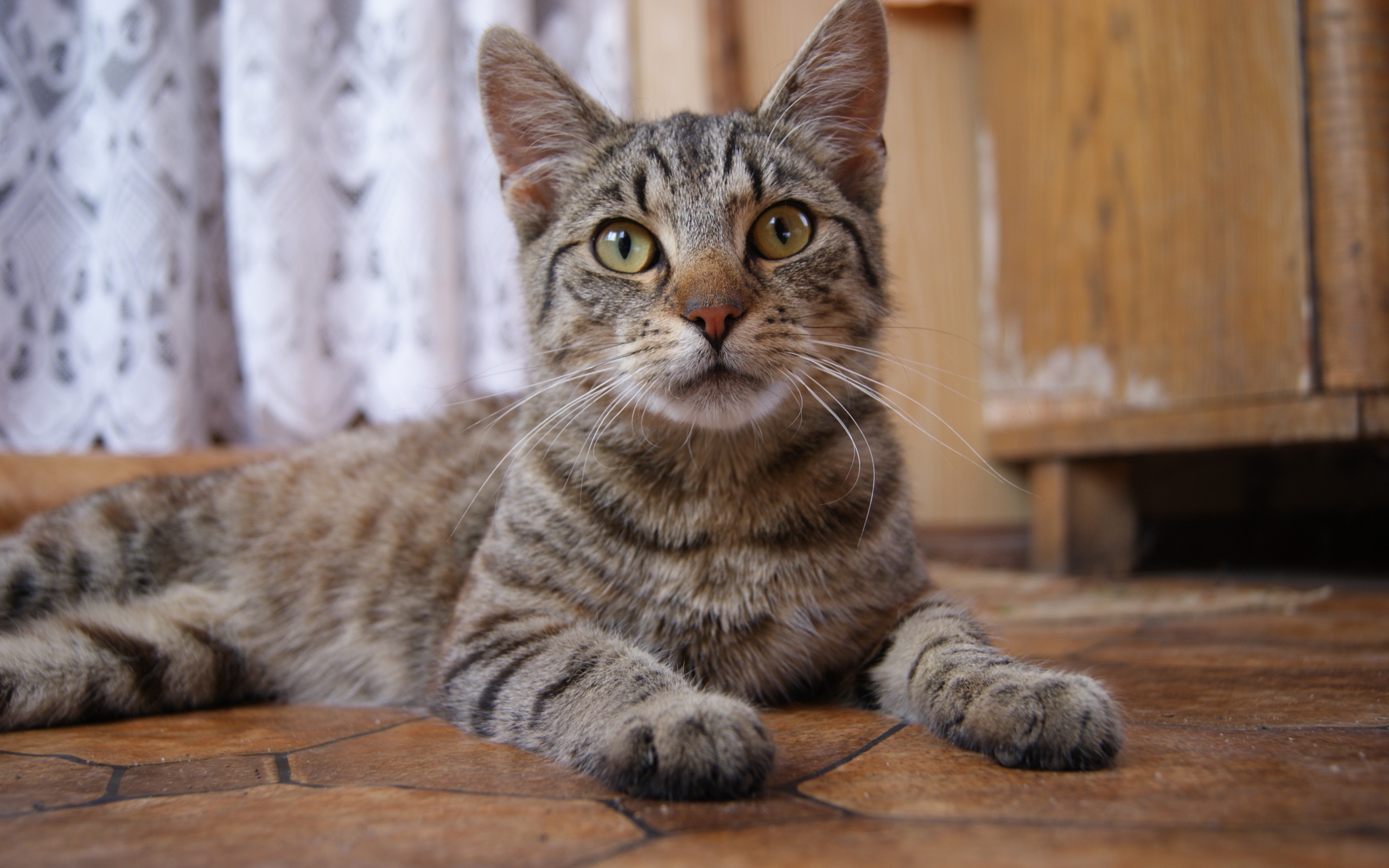 Красивый серый домашний кот