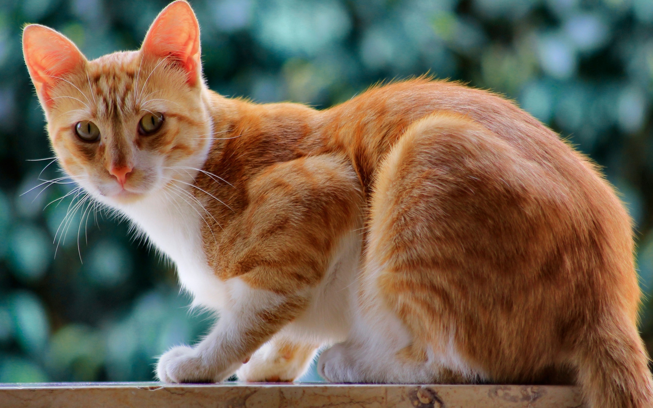 Красивый рыжий кот с длинными усами