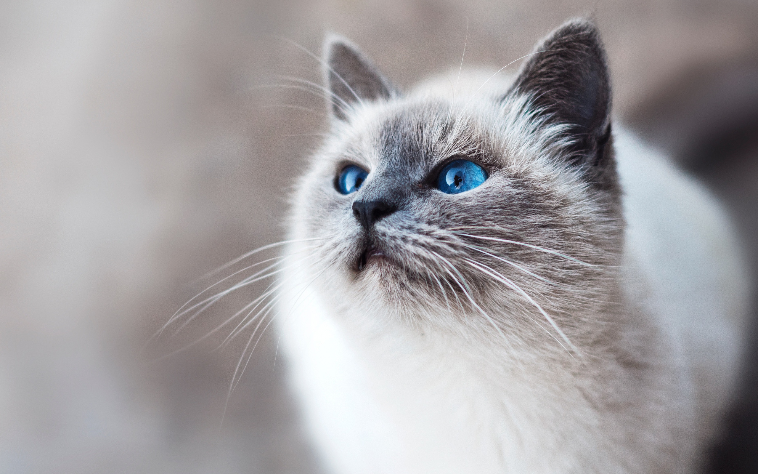 Красивый породистый голубоглазый кот