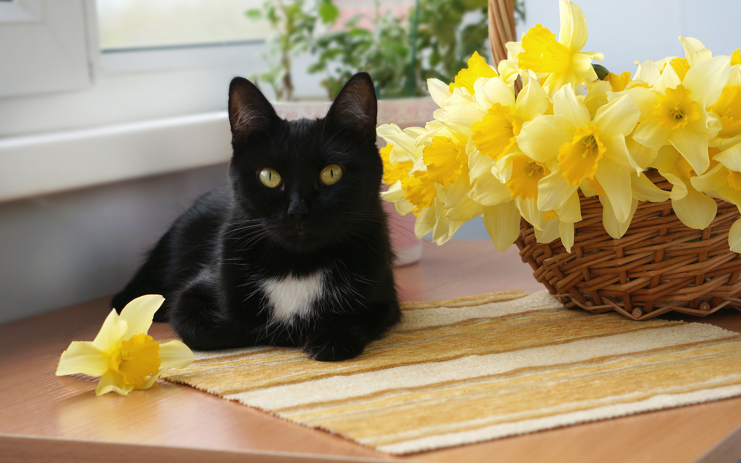 Черный кот у корзины с желтыми нарциссами