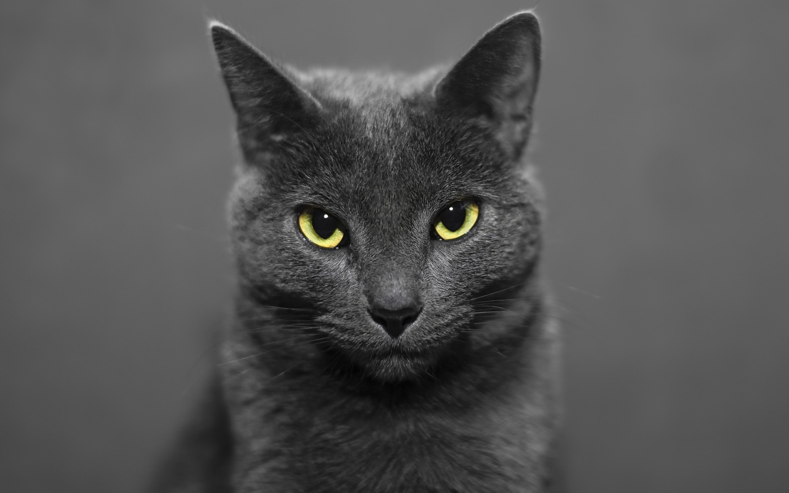 Британский кот на сером фоне